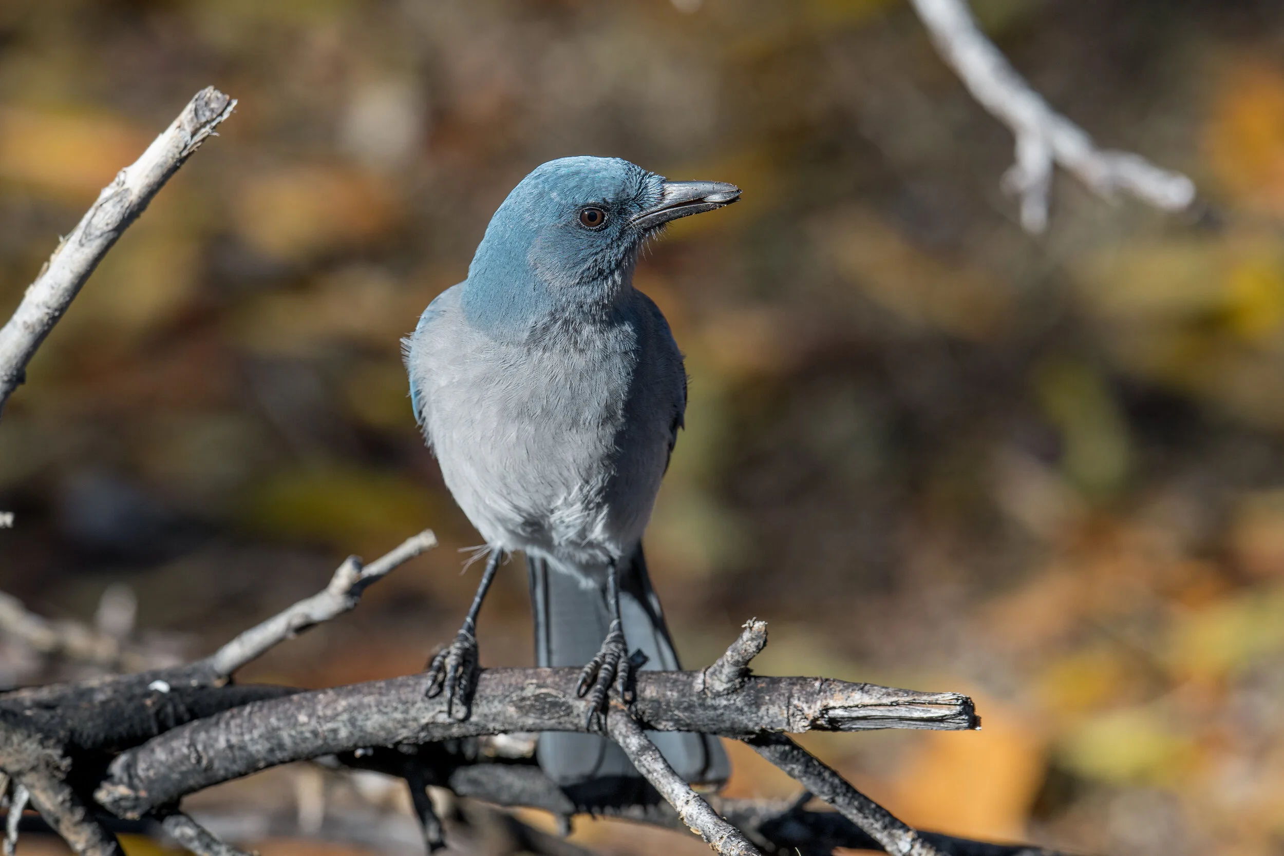 Mexican Jay (Aphelocoma wollweberi), Madera Canyon, SCZ (AZ)Taken: 12-10-2019 at 9:24, Settings: 500mm, 1/800s, f/5.6, ISO320, 1/3EV Conditions: sunny
