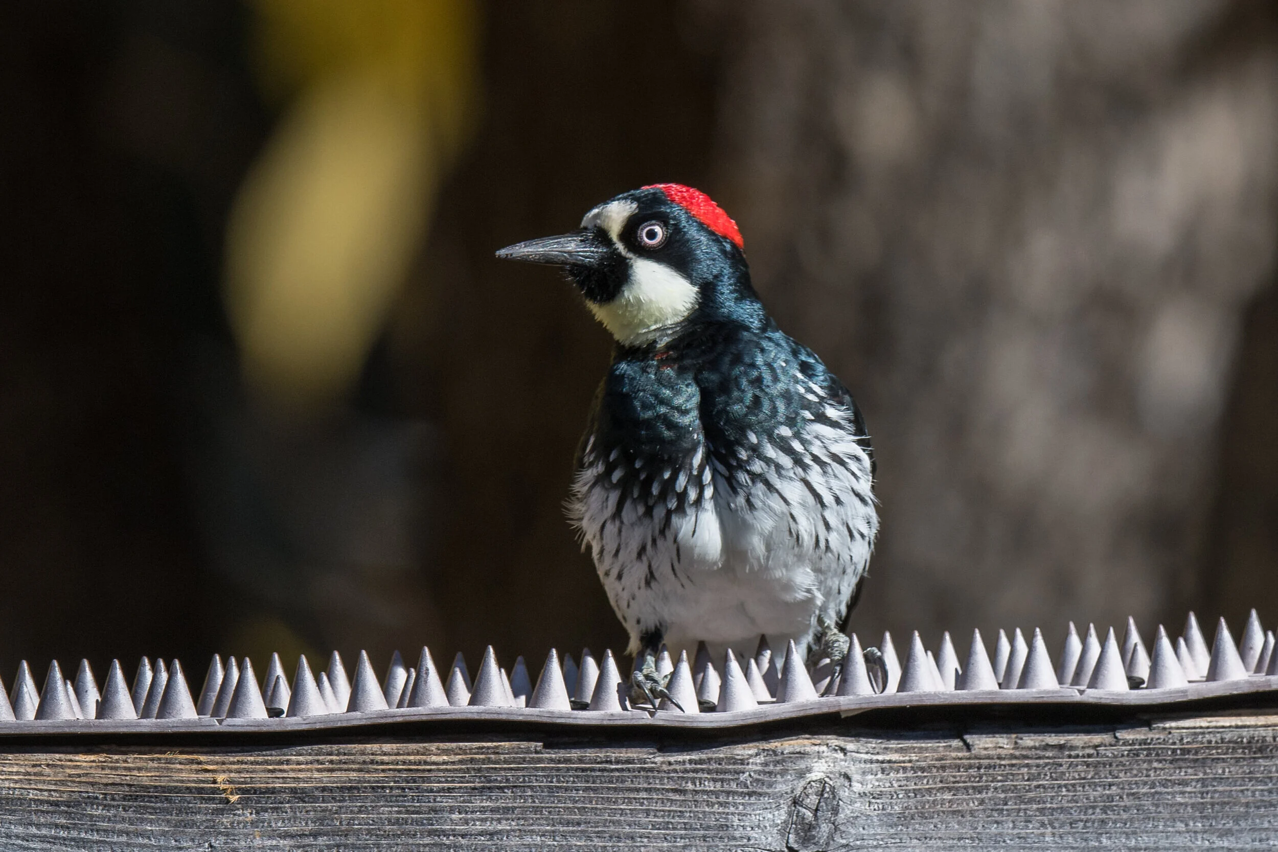 Acorn Woodpecker (Melanerpes formicivorus), Madera Canyon, SCZ (AZ)Taken: 12-10-2019 at 9:21, Settings: 500mm, 1/800s, f/5.6, ISO160, 1/3EV Conditions: sunny