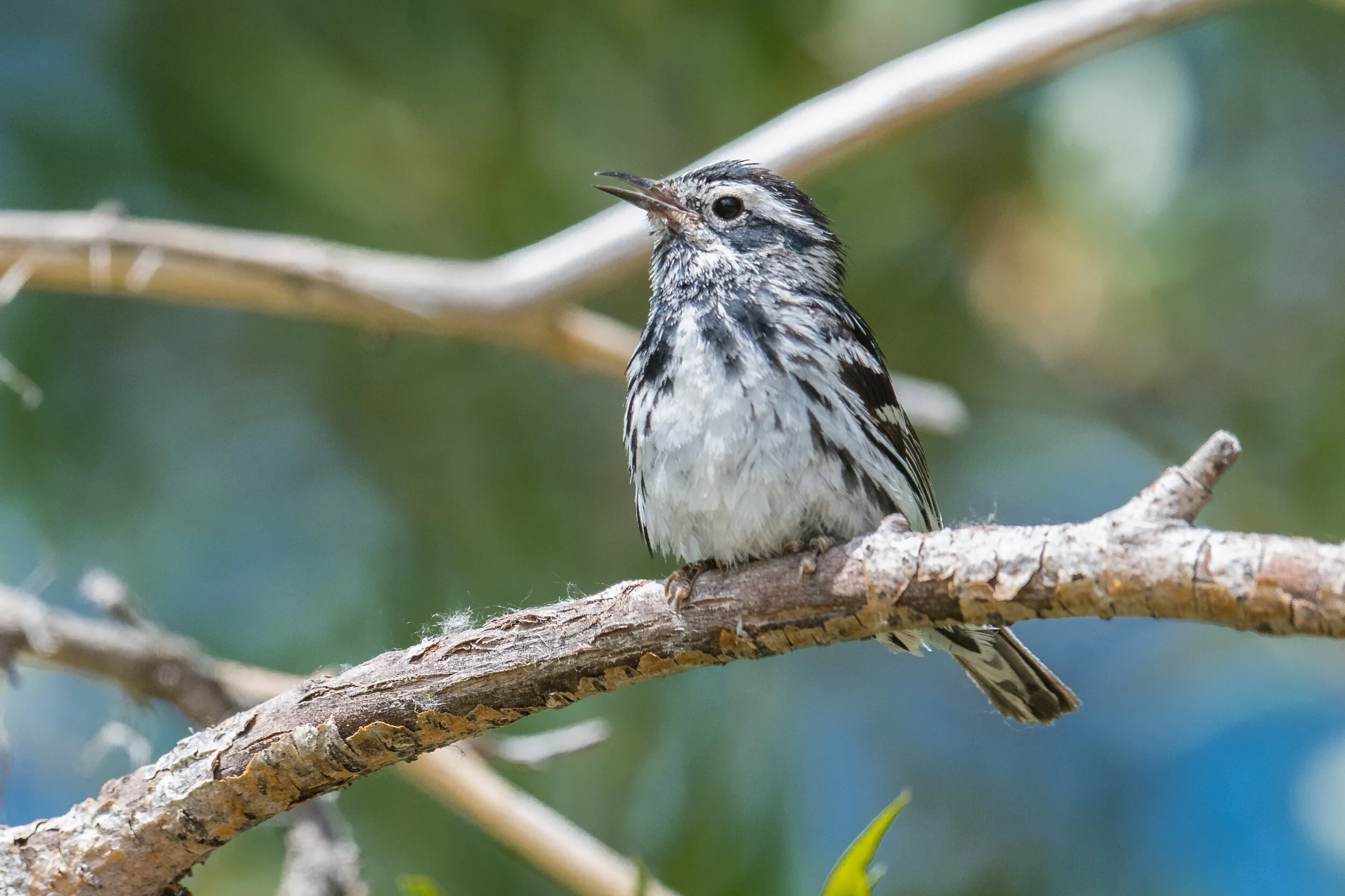 Black-and-white Warbler (Mniotilta varia), Empire Ranch, CAR (NV)
