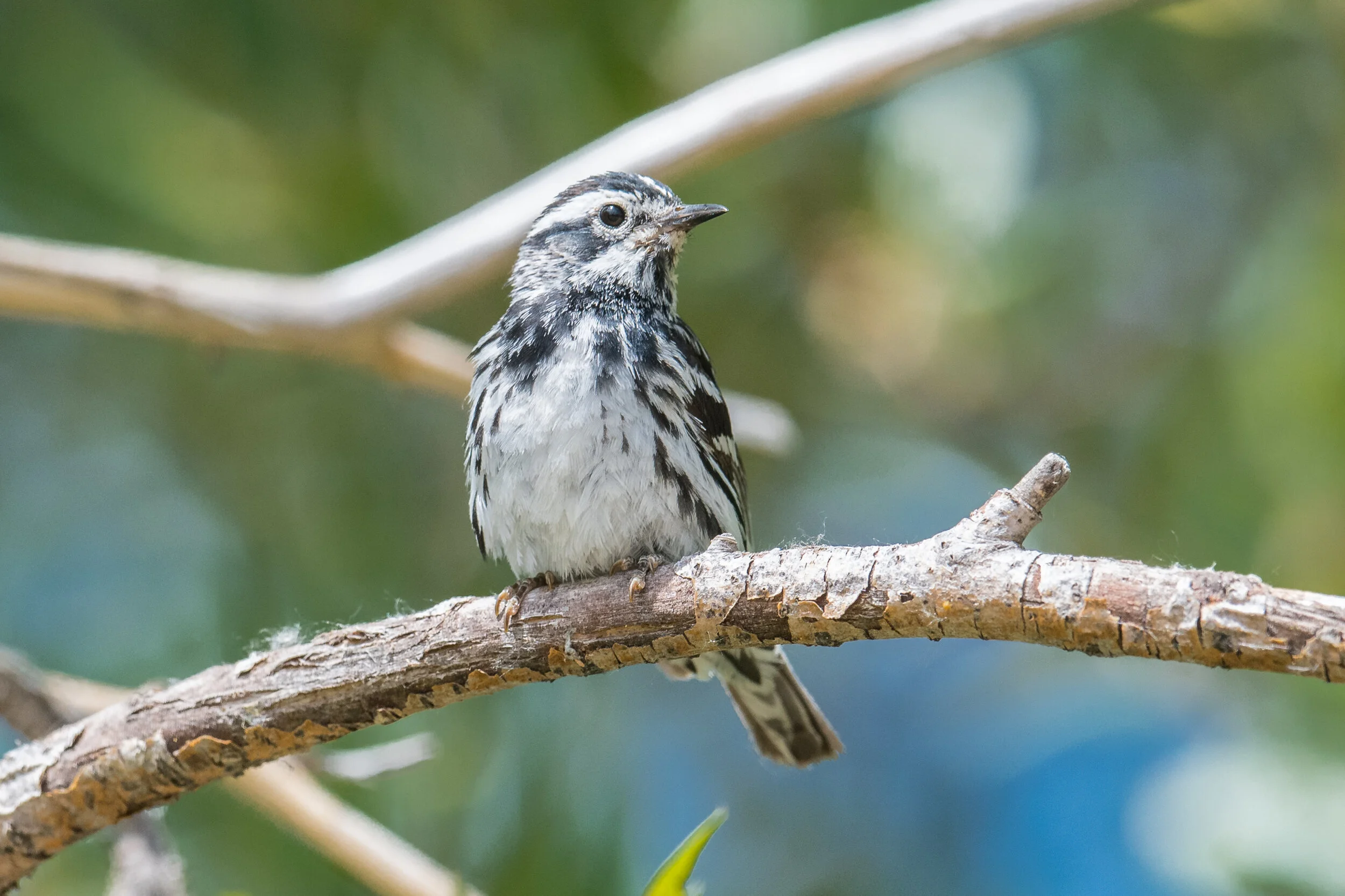 Black-and-white Warbler (Mniotilta varia), Empire Ranch, CAR (NV) (ebird reports in 2001, 2005, 2009-2010, 2013, 2015, 2020)