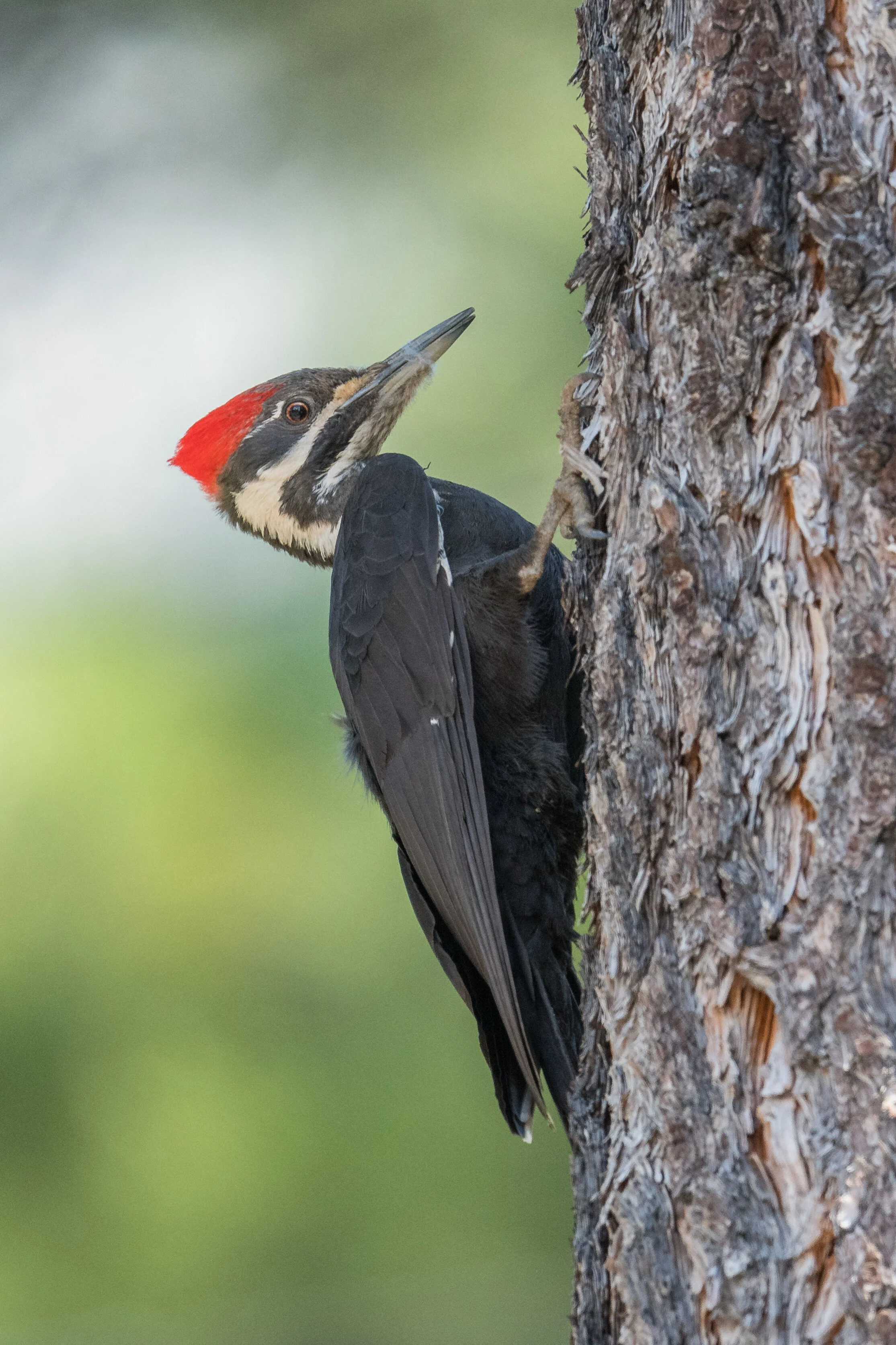 Pileated Woodpecker (Dryocopus pileatus), Chimney Beach, WAS (NV) (ebird reports in 2003-2004, 2007, 2010-2020)