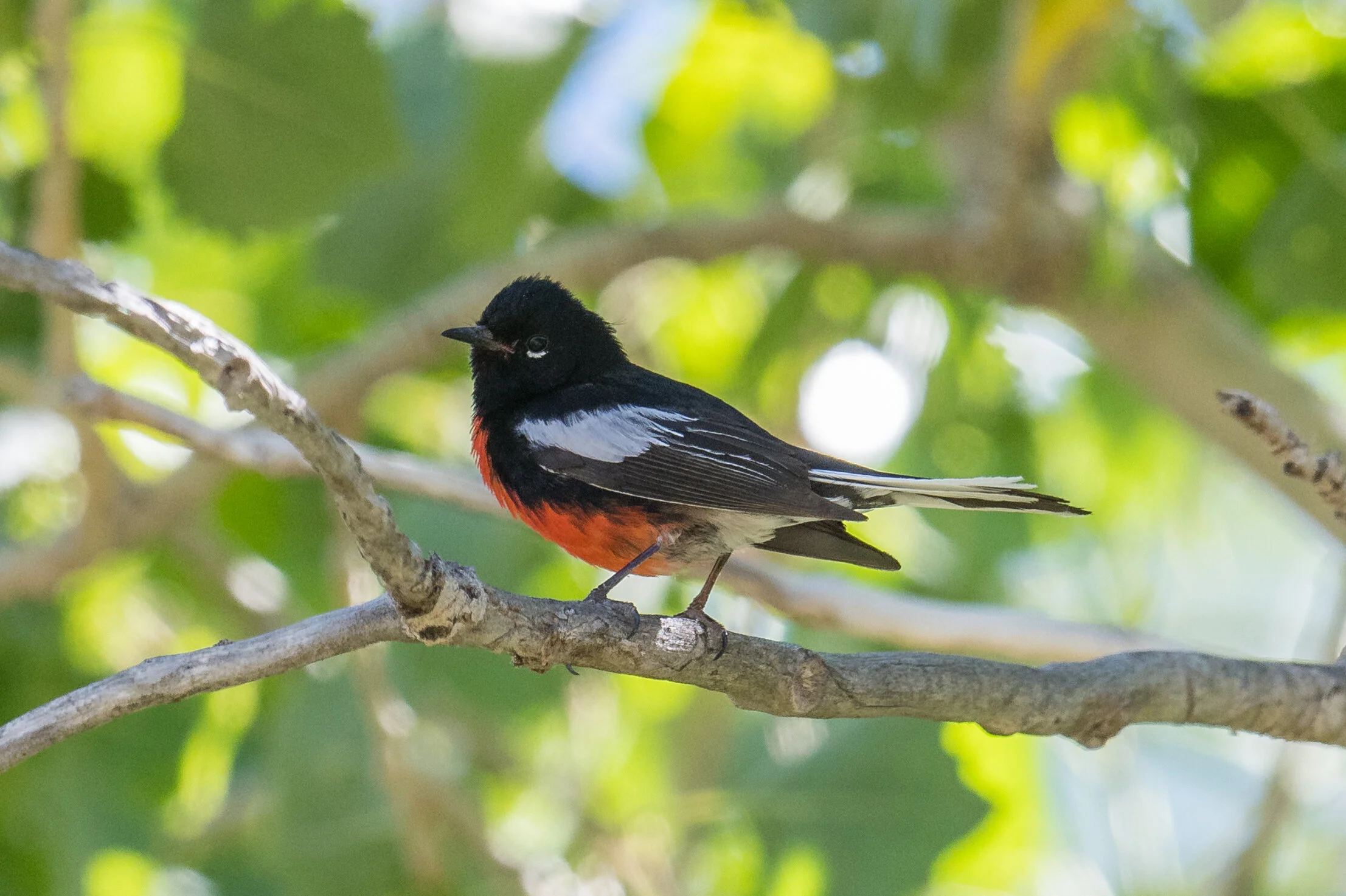 Painted Redstart (Myioborus pictus), 6 Mile Canyon Road, STO (NV)