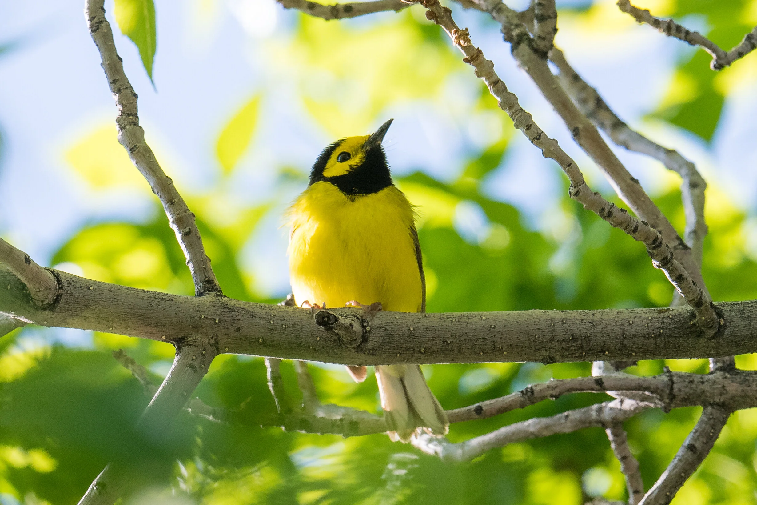 Hooded Warbler (Setophaga citrina), Rancho San Rafael, WAS (NV)