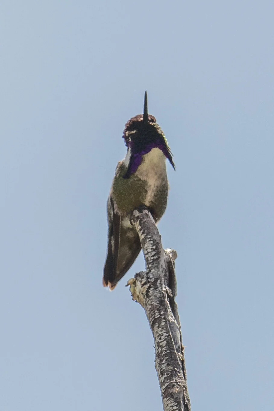 Costa's Hummingbird (Calypte costae), Canyon Way - Long Valley Creek, STO (NV) (ebird reports in 2007-2008, 2016-2020)