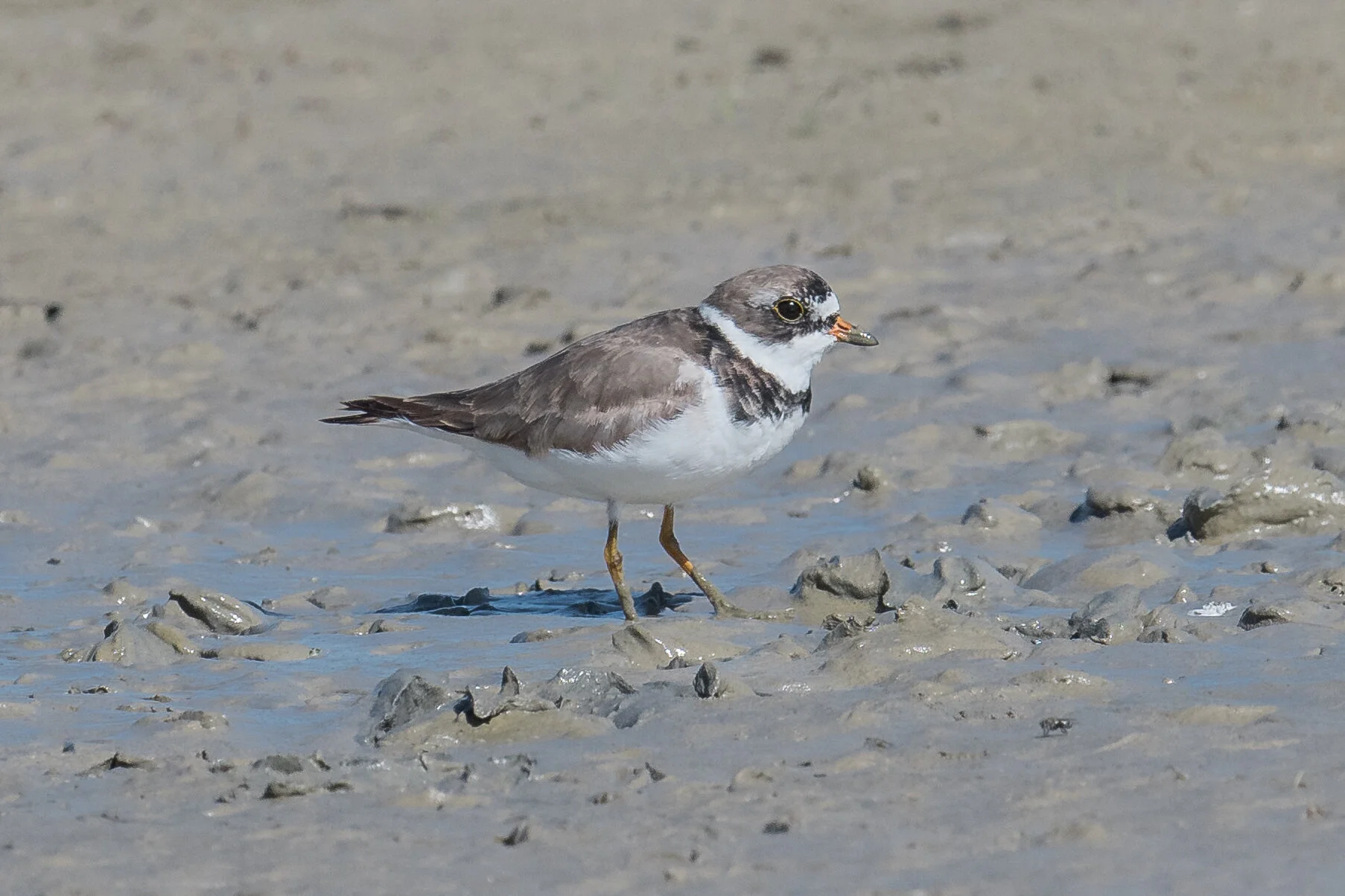 Semipalmated Plover (Charadrius semipalmatus), Swan Lake - Fleetwood, WAS (NV)