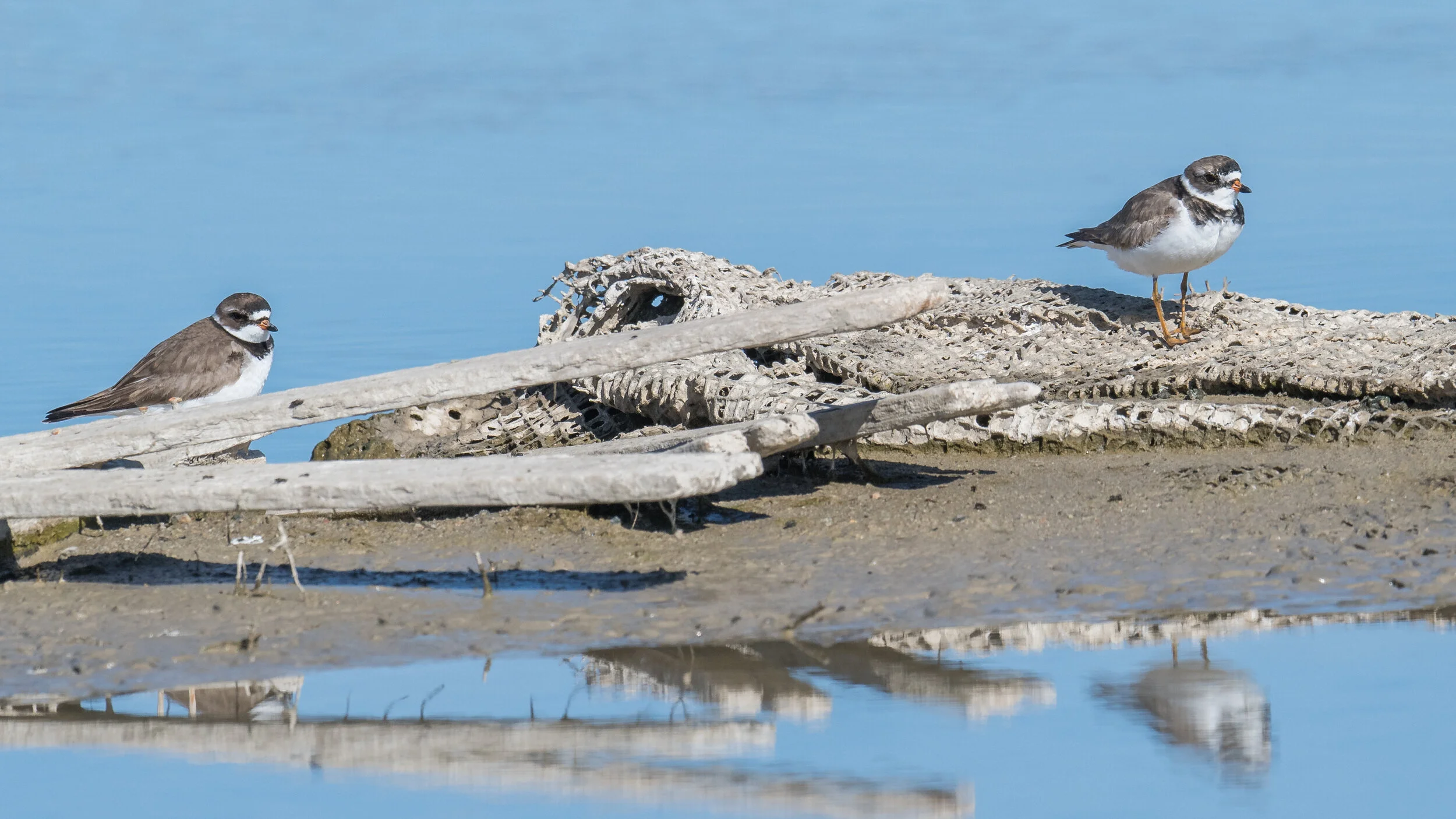 Semipalmated Plover (Charadrius semipalmatus), Swan Lake - Fleetwood, WAS (NV)