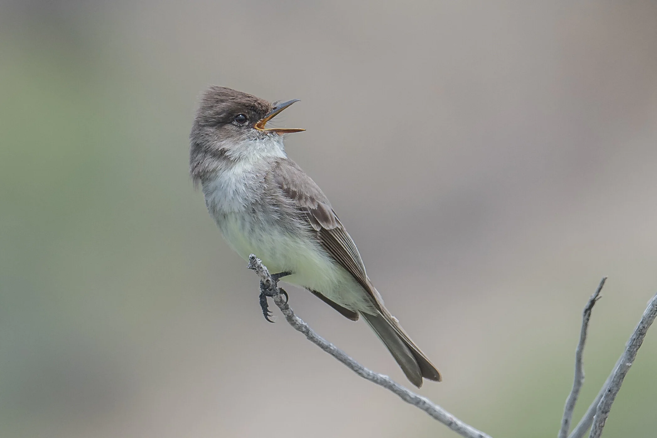 Eastern Phoebe (Sayornis phoebe), Carson River Park, CAR (NV) (ebird reports in 20017 and 2020)