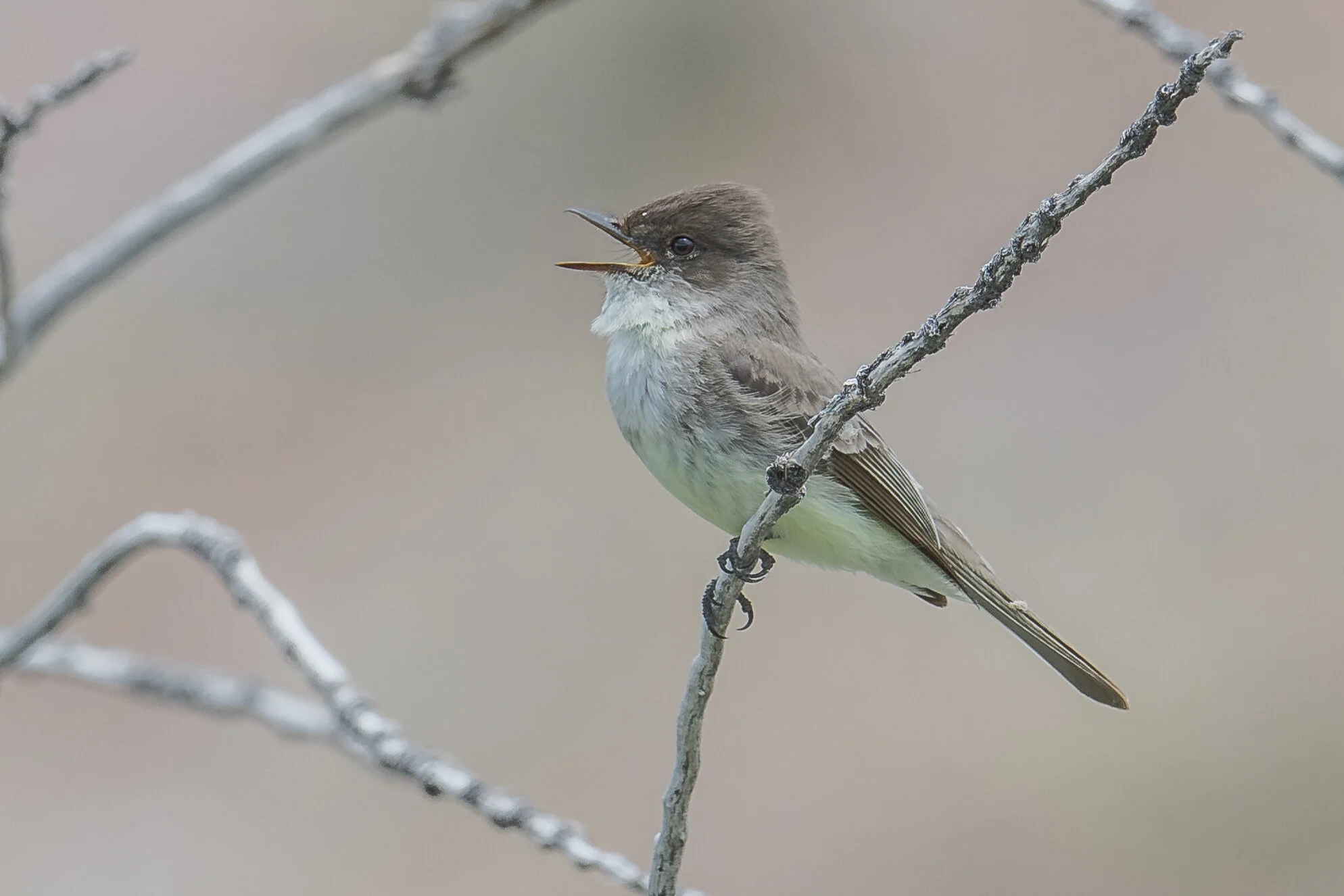 Eastern Phoebe (Sayornis phoebe), Carson River Park, CAR (NV)