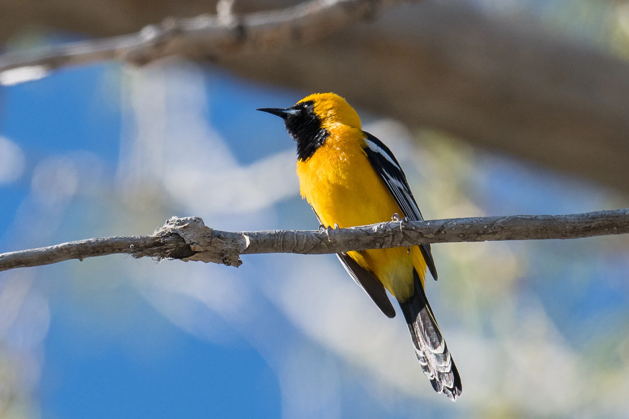 Hooded Oriole (Icterus cucullatus), Mogul Bridge over Truckee, WAS (NV)