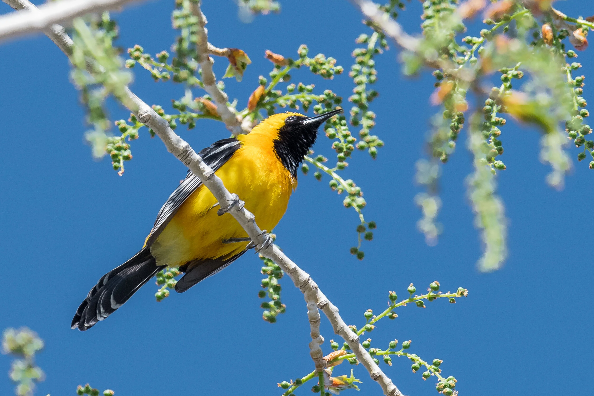 Hooded Oriole (Icterus cucullatus), Mogul Bridge over Truckee, WAS (NV) (ebird reports in 2005-2007, 2010-2011, 2013-2017, 2019-2020