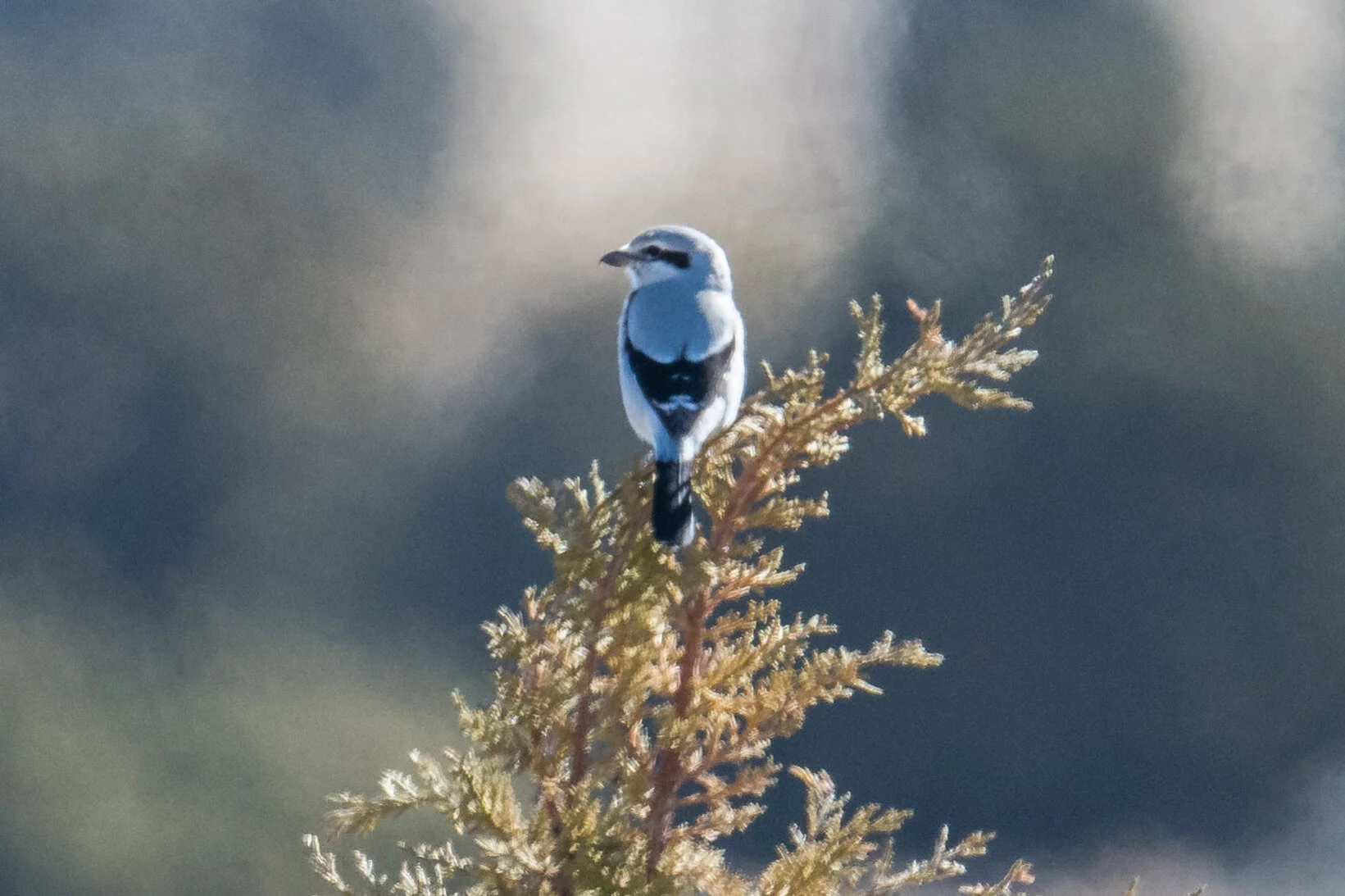 Northern Shrike (Lanius borealis), Antelope Valley - West, WAS (NV)