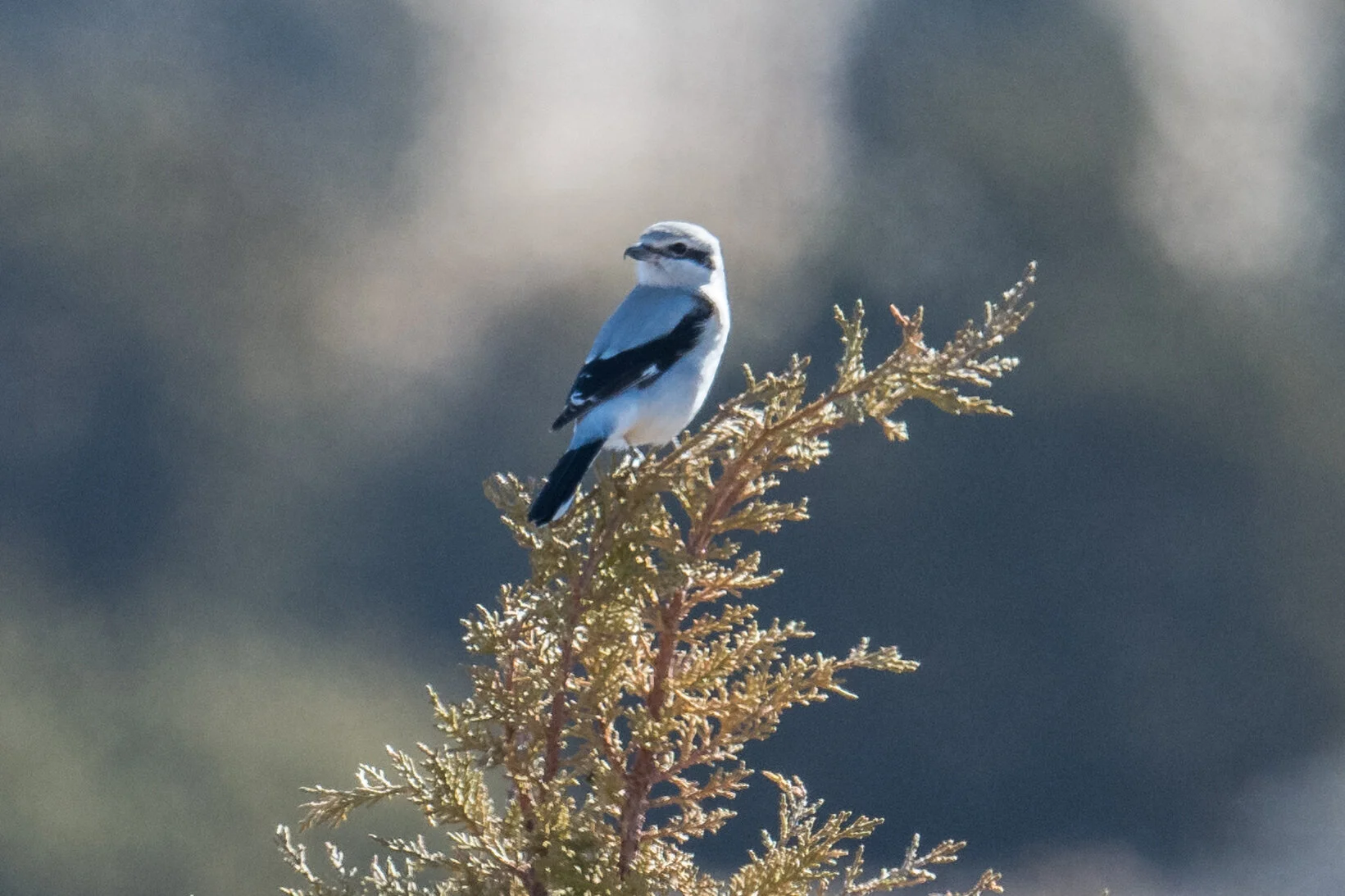 Northern Shrike (Lanius borealis), Antelope Valley - West, WAS (NV) (ebird reports in 2002, 2004-2005, 2007, 2012, 2014, 2020)