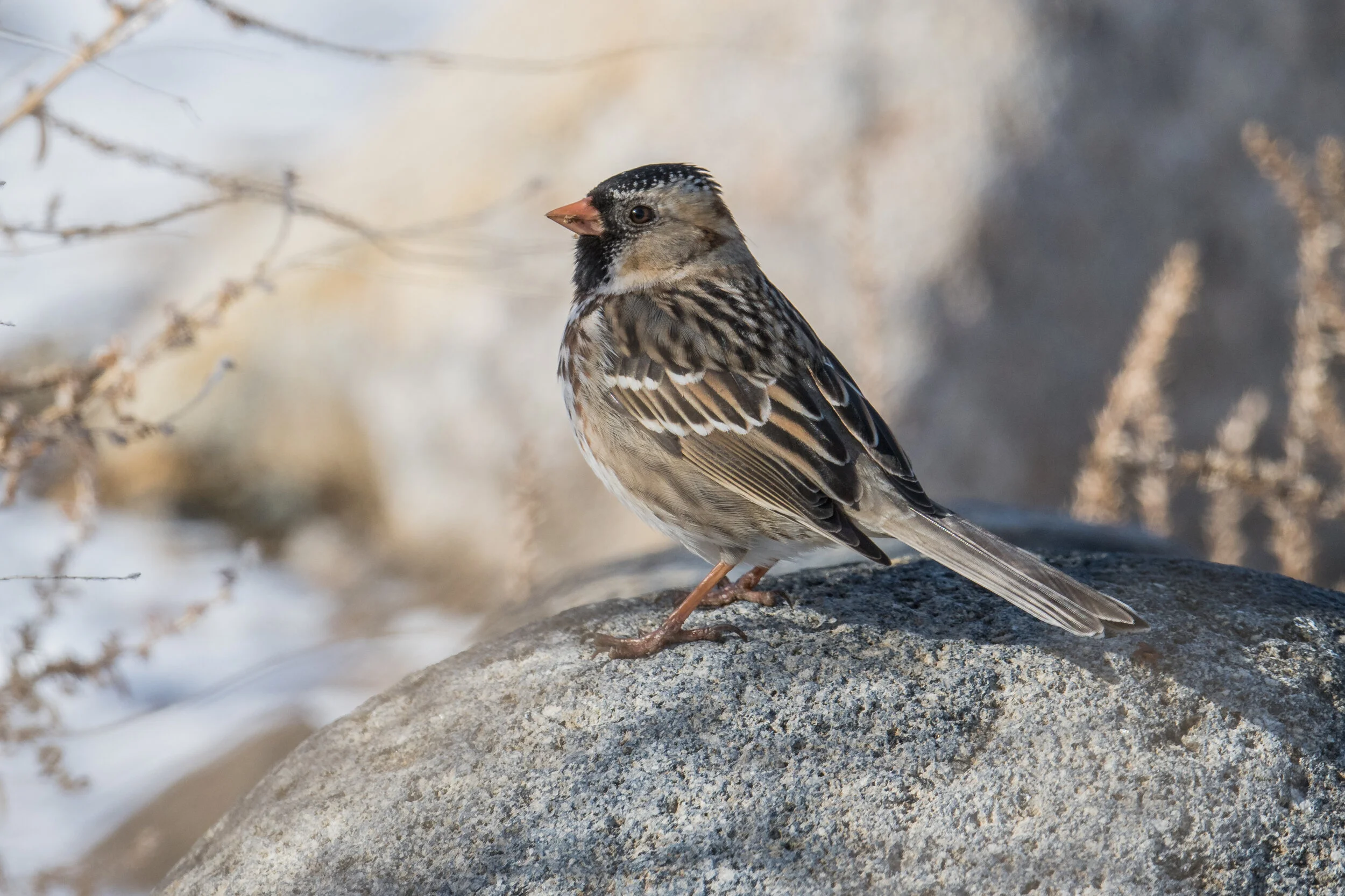 Harris's Sparrow (Zonotrichia querula), Glendale Park, WAS (NV)