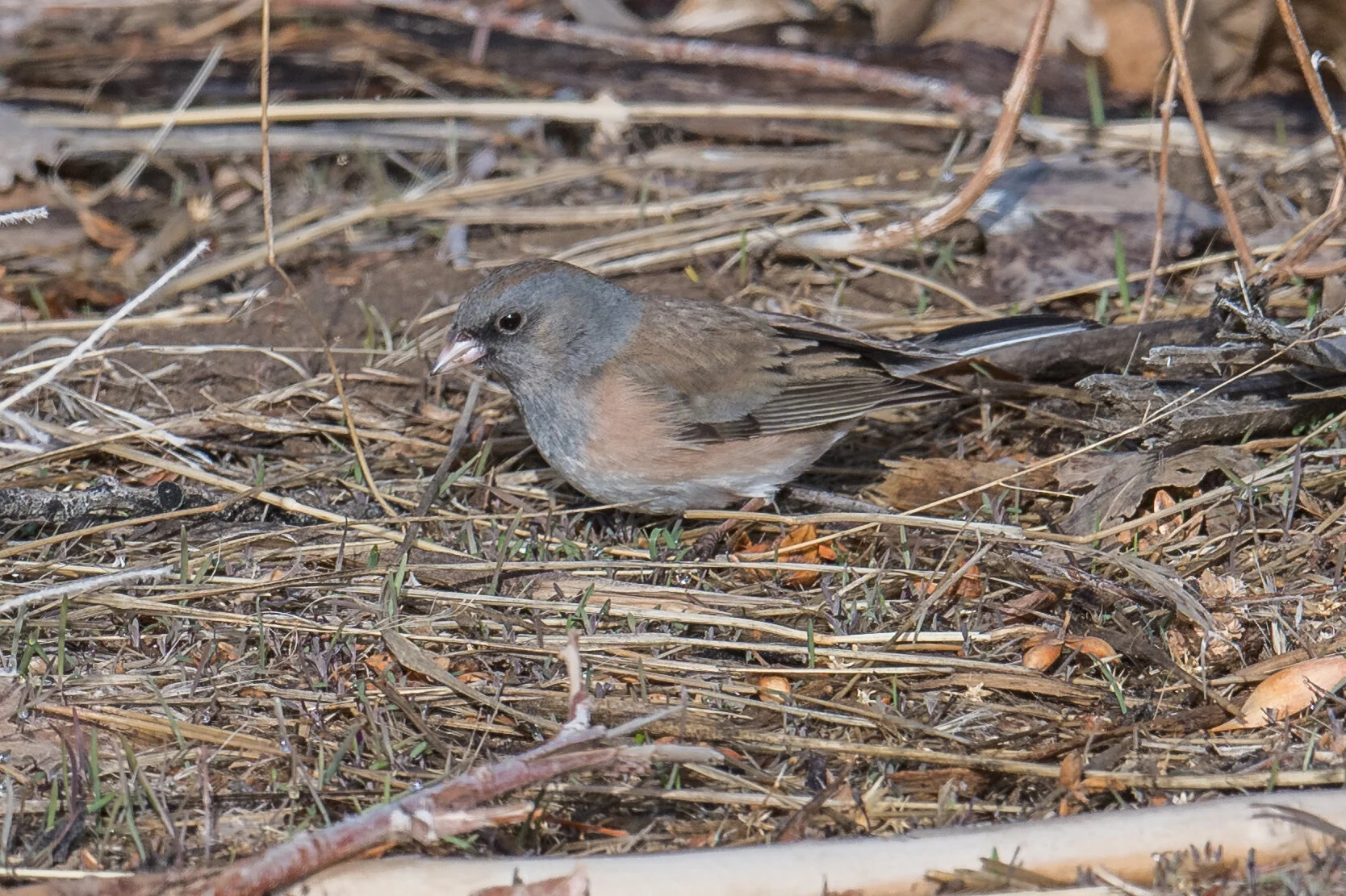 Dark-eyed Junco, Pink-sided (Junco hyemalis mearnsi), Glendale Park, WAS (NV)