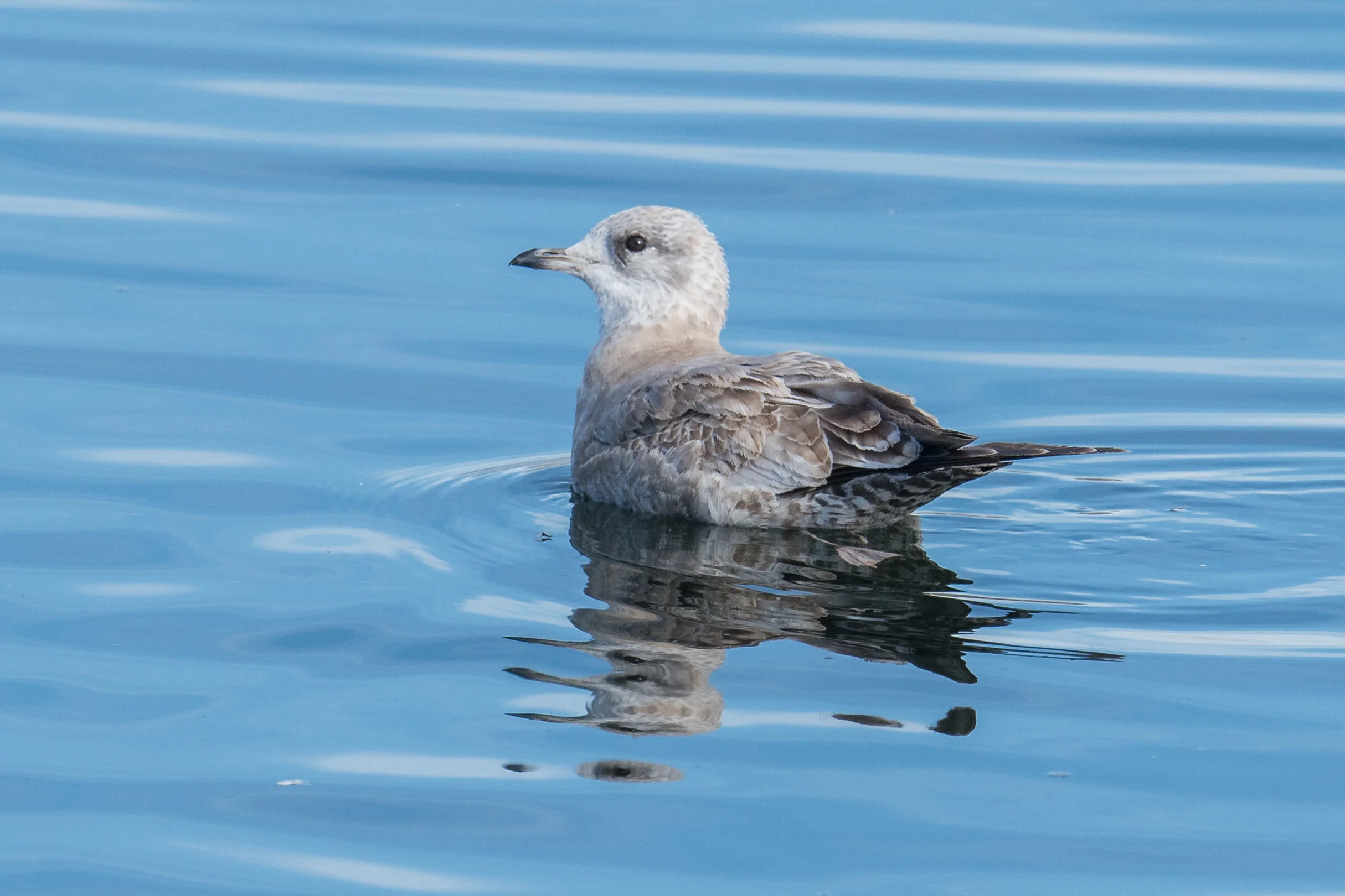 Mew Gull (Larus canus), Sparks Marina, WAS (NV)