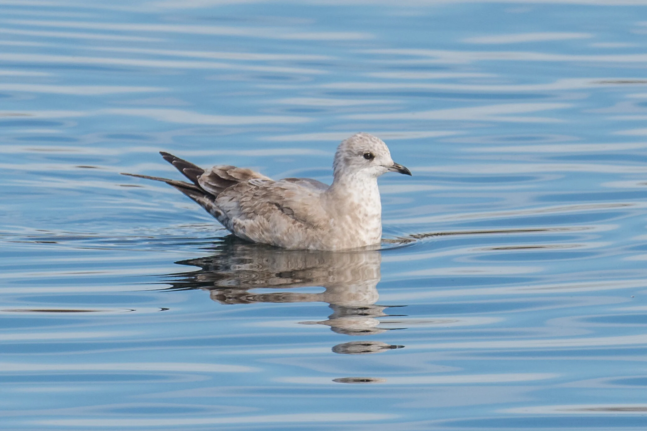 Mew Gull (Larus canus), Sparks Marina, WAS (NV) (ebird reports in 2013, 2015-2020)