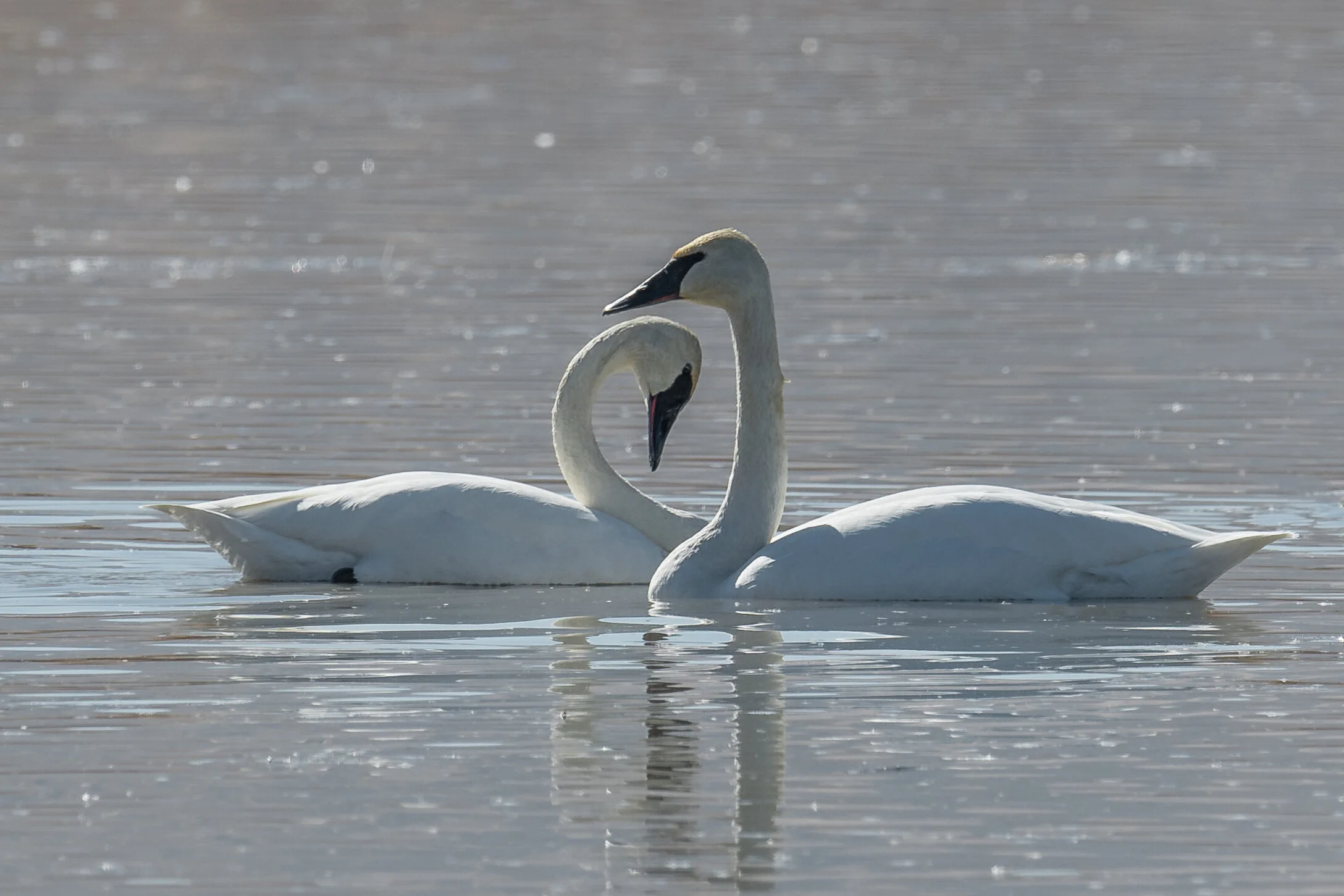 Trumpeter Swan (Cygnus buccinator), Damonte Ranch, WAS (NV) (ebird reports in 2017 and 2019)