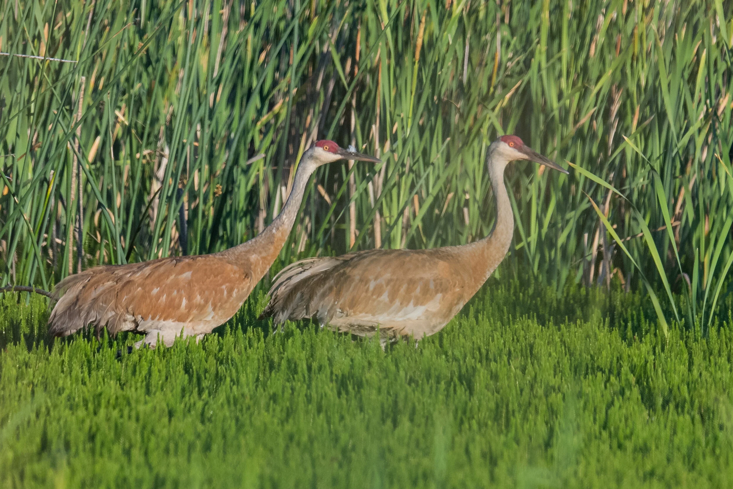 Sandhill Crane (Antigone canadensis), Washoe Valley, WAS (NV)
