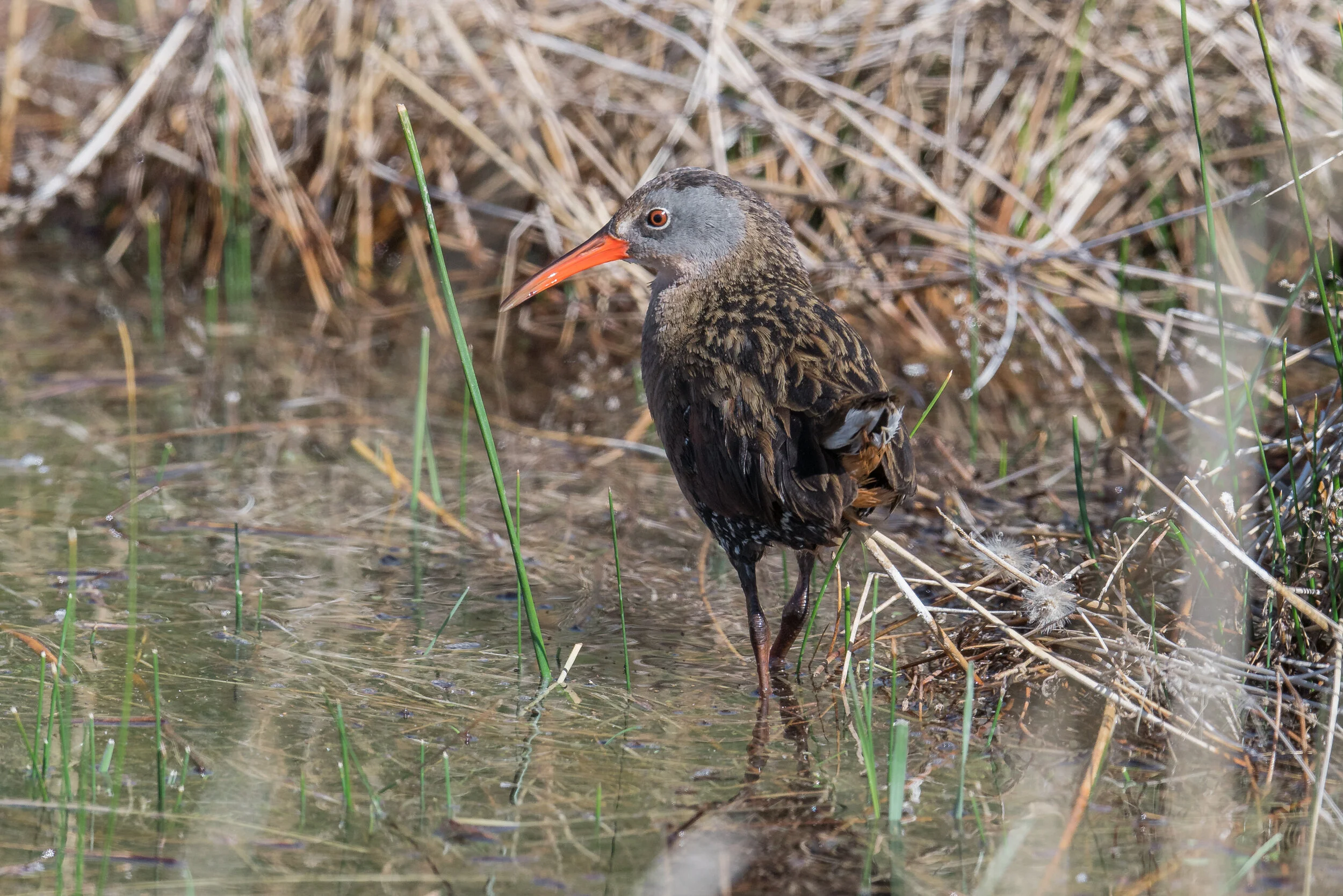 Virginia Rail (Rallus limicola), Rancho San Rafael, WAS (NV)