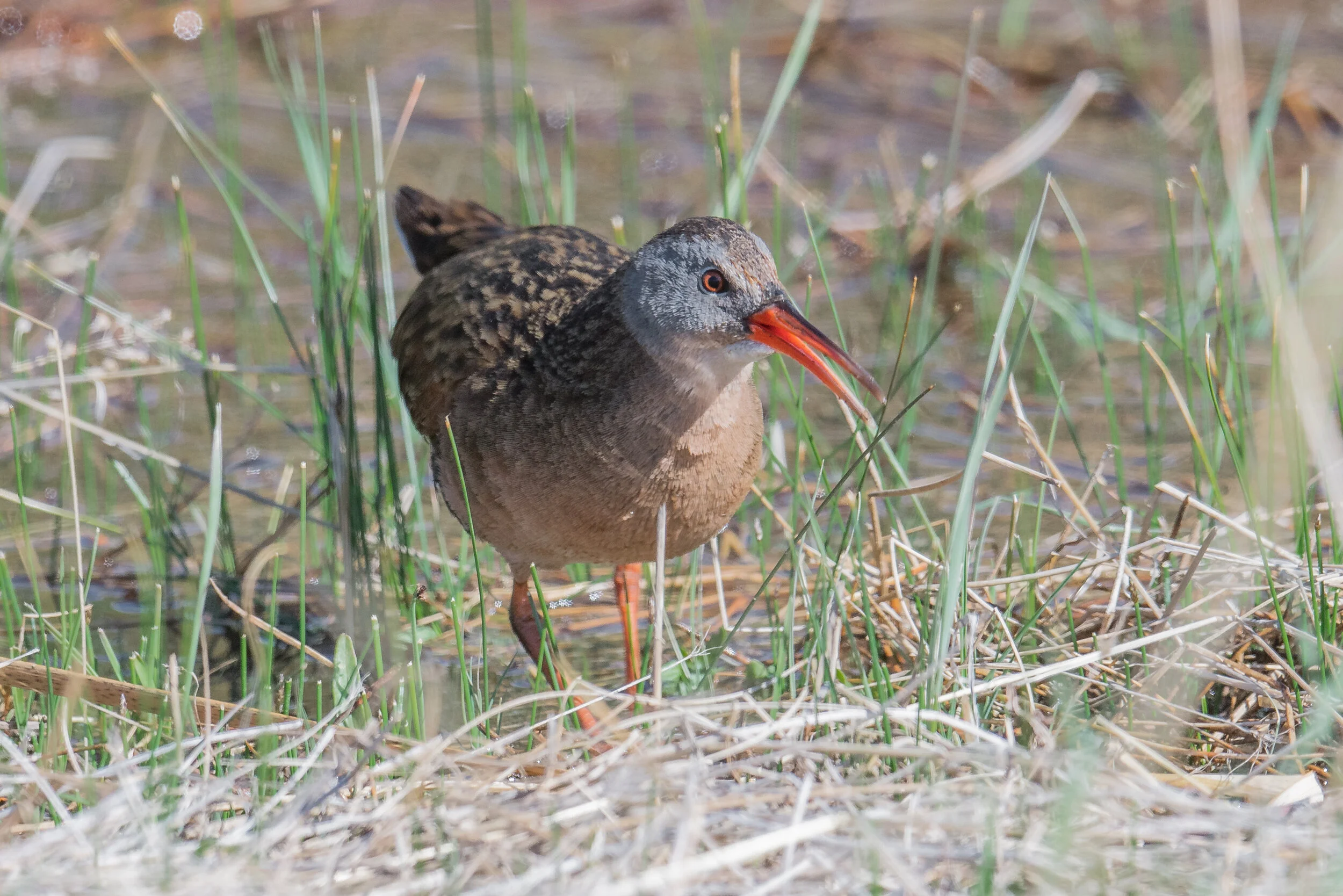 Virginia Rail (Rallus limicola), Rancho San Rafael, WAS (NV)