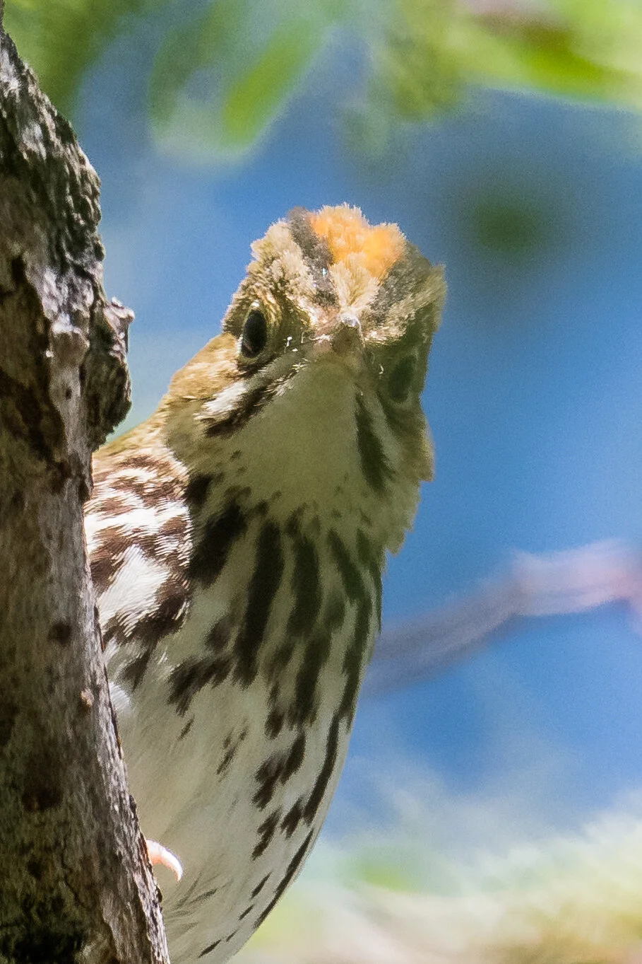 Featured Photo: Ovenbird (Seiurus aurocapilla), Evans Creek, WAS (NV)EQ: D850, 500mm f/4 Taken: 5-15-2020 at 8:34Settings: 500mm (35mm eqv), 1/1250s, f/5.6, ISO640, 1/3EV, Conditions: Shade