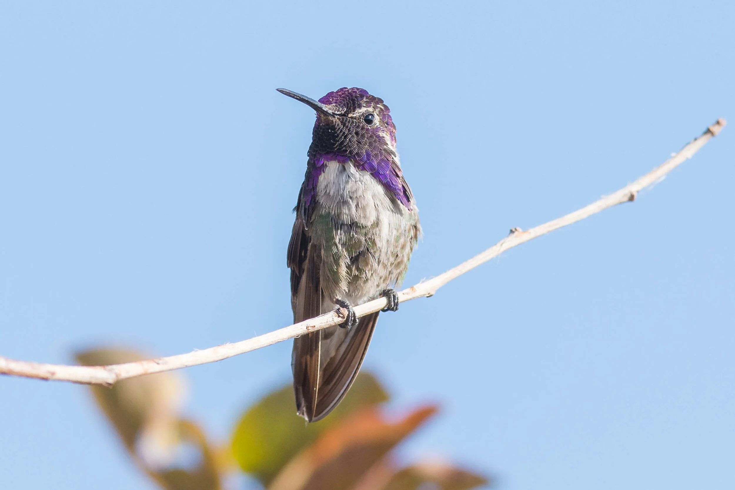 Costa's Hummingbird (Calypte costae), Mont Pelier, WAS (NV) (2018)