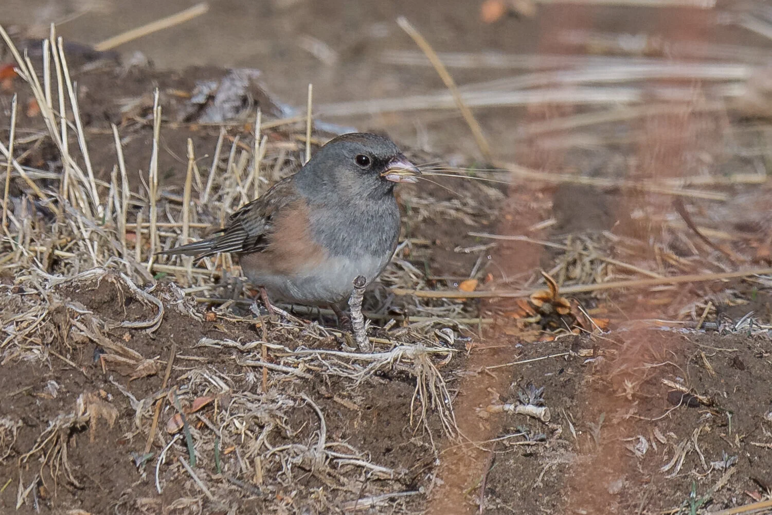 Dark-eyed Junco, Pink-sided (Junco hyemalis mearnsi), Glendale Park, WAS (NV) (ebird reports in 2010 and 2020)