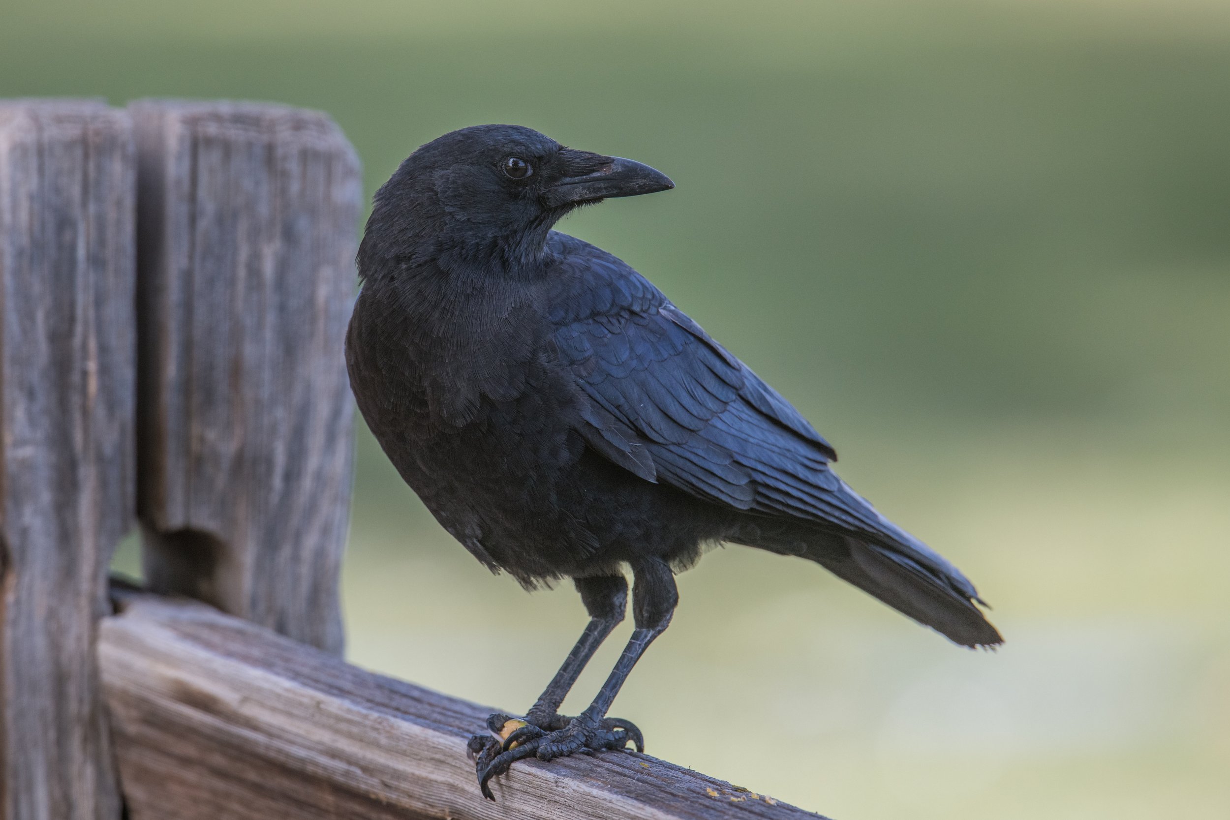 American Crow, adult (Corvus brachyrhynchos).jpg
