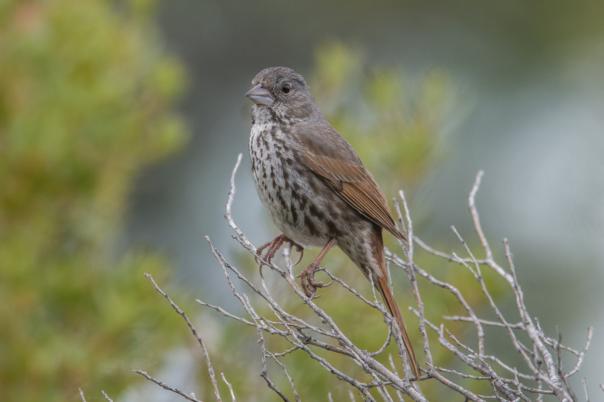 Fox Sparrow, Thick-billed (Passerella iliaca [megarhyncha Group]).jpg