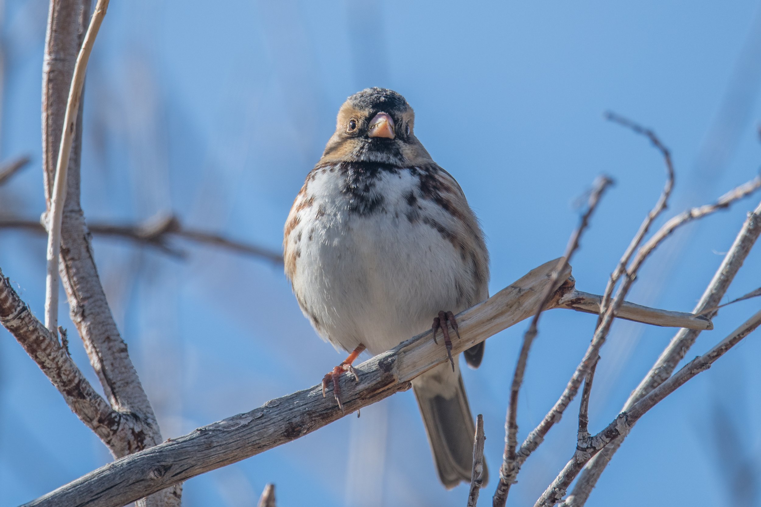 Harris's Sparrow, basic (Zonotrichia querula).jpg