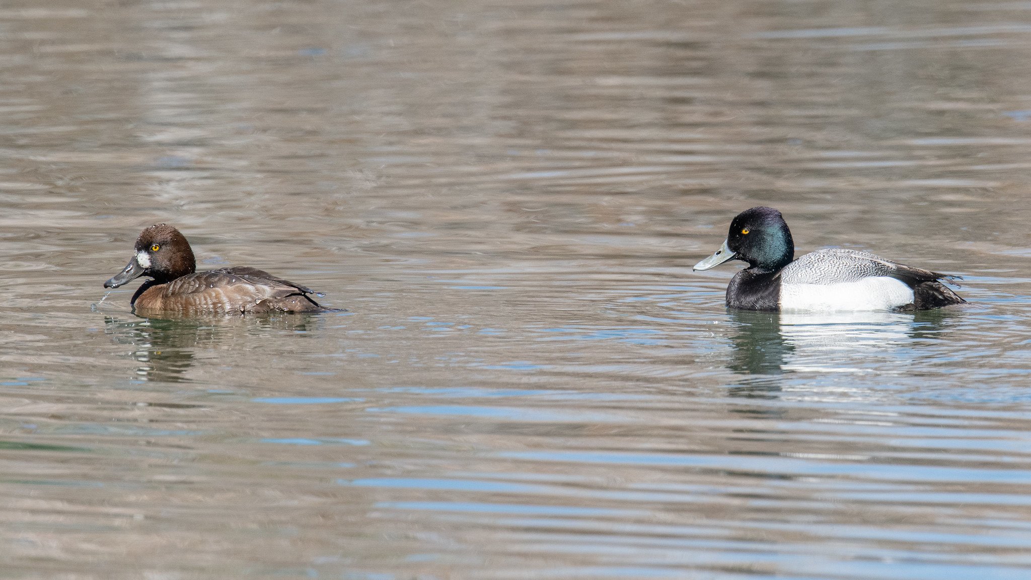 Lesser Scaup (Aythya affinis)