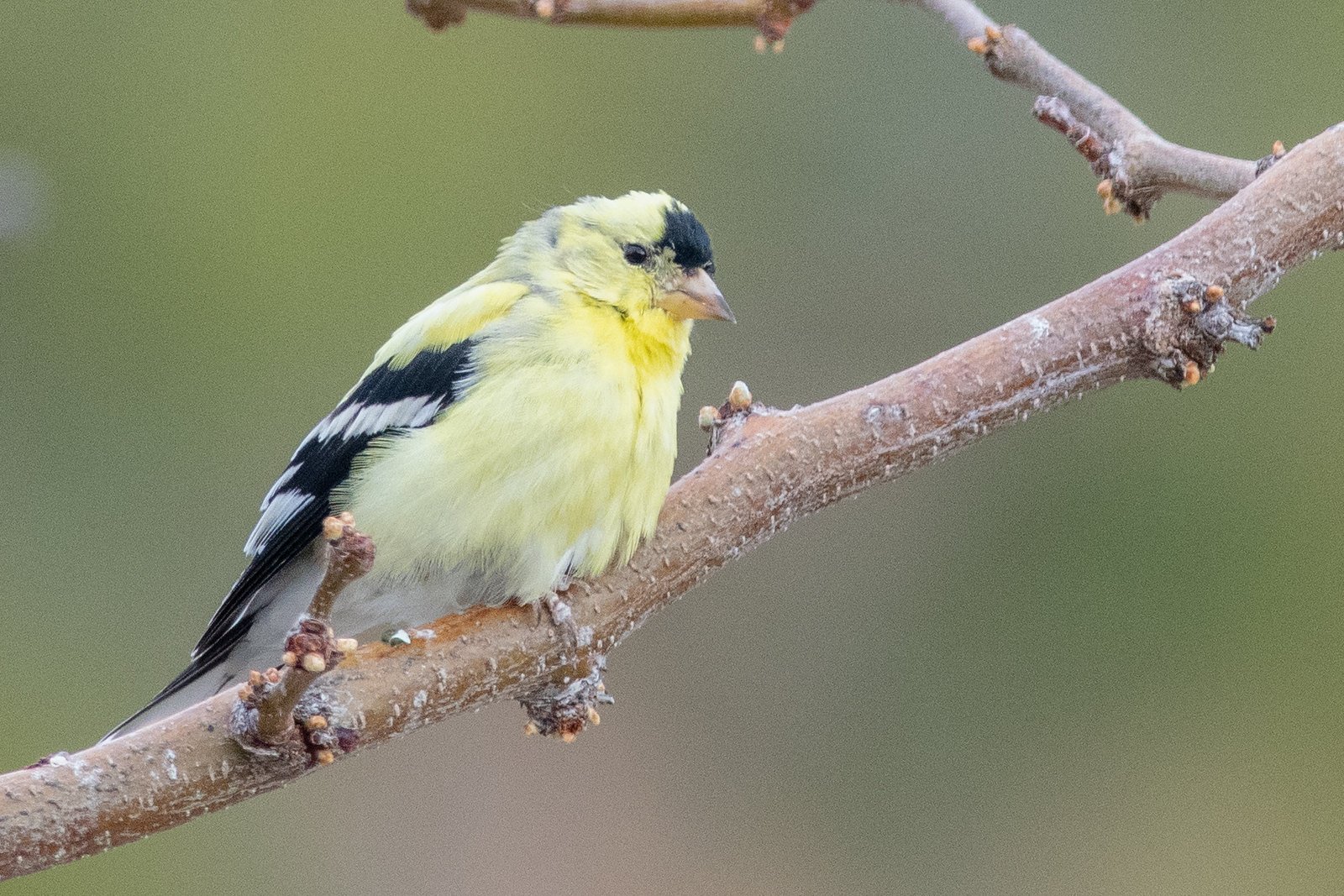 American Goldfinch (Spinus tristis)