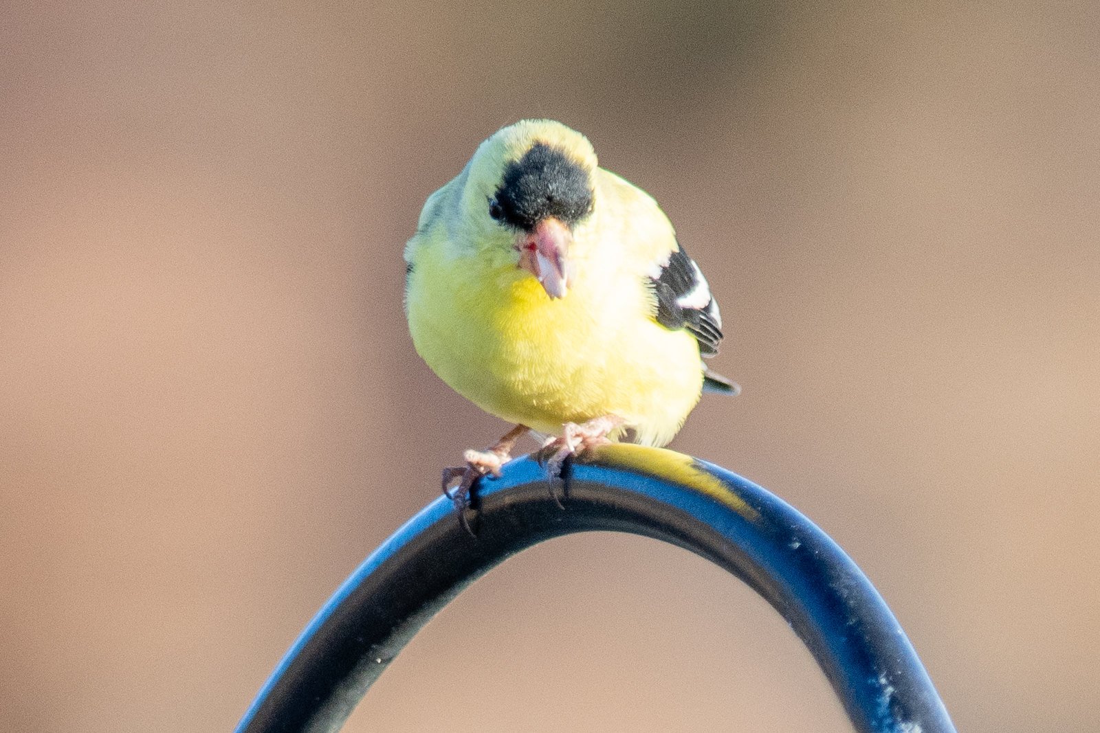 American Goldfinch (Spinus tristis)