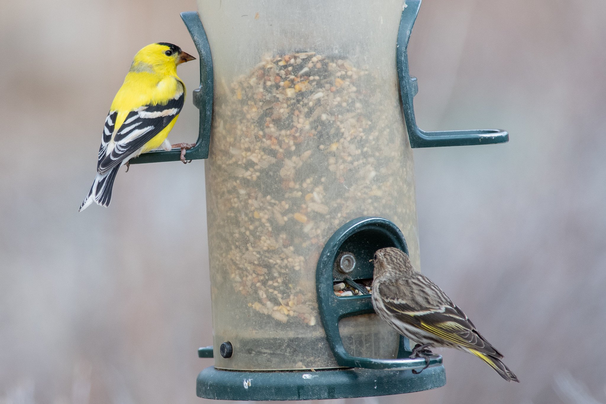 American Goldfinch (Spinus tristis) and Pine Siskin
