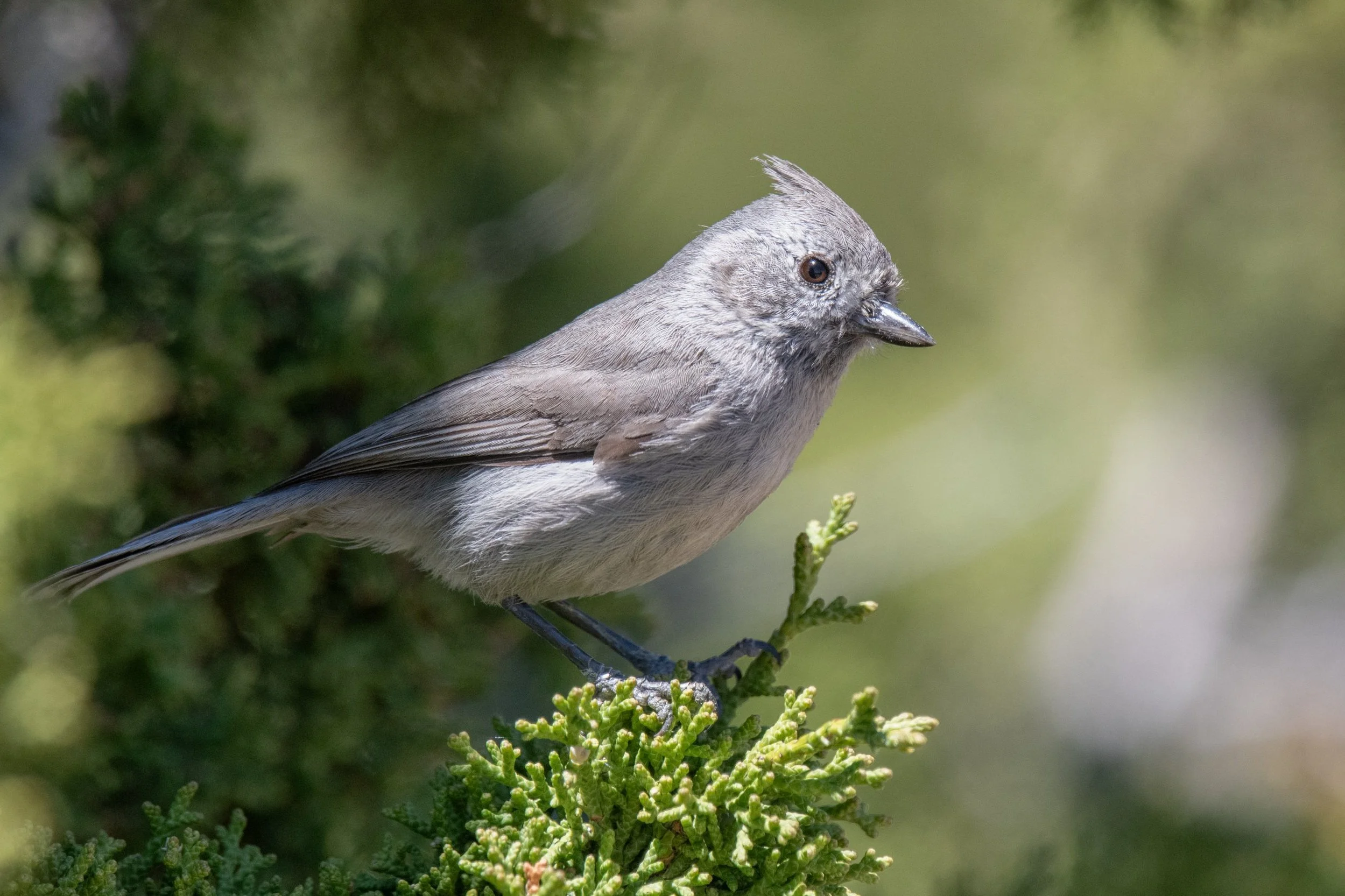 20240530-JCB_2224+-+Junipter+Titmouse.jpg