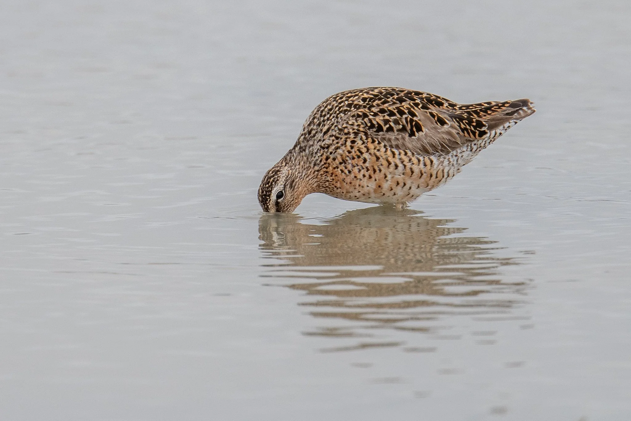 Long-billed Dowitcher (Limnodromus scolopaceus)