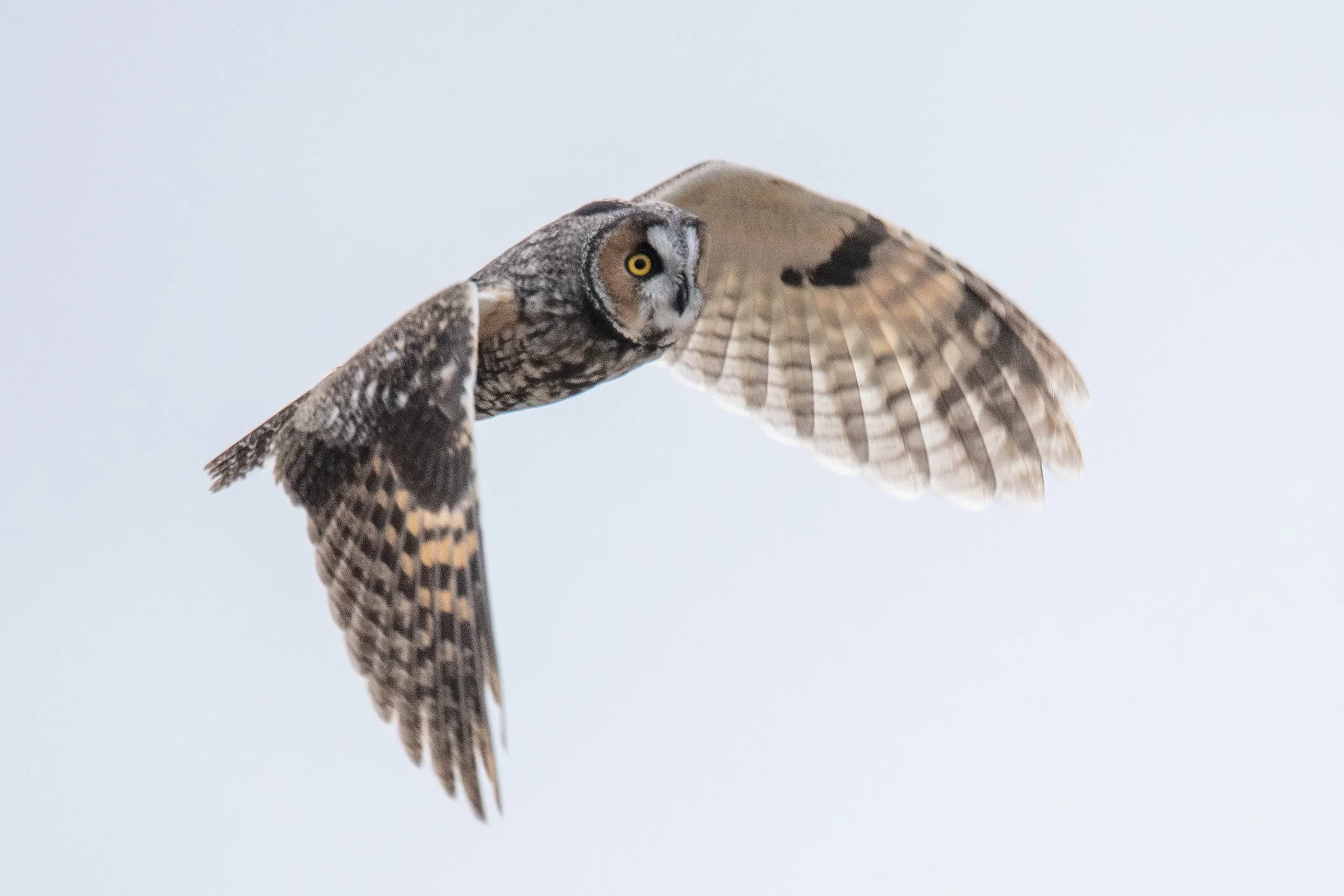 Long-eared Owl (Asio otus)