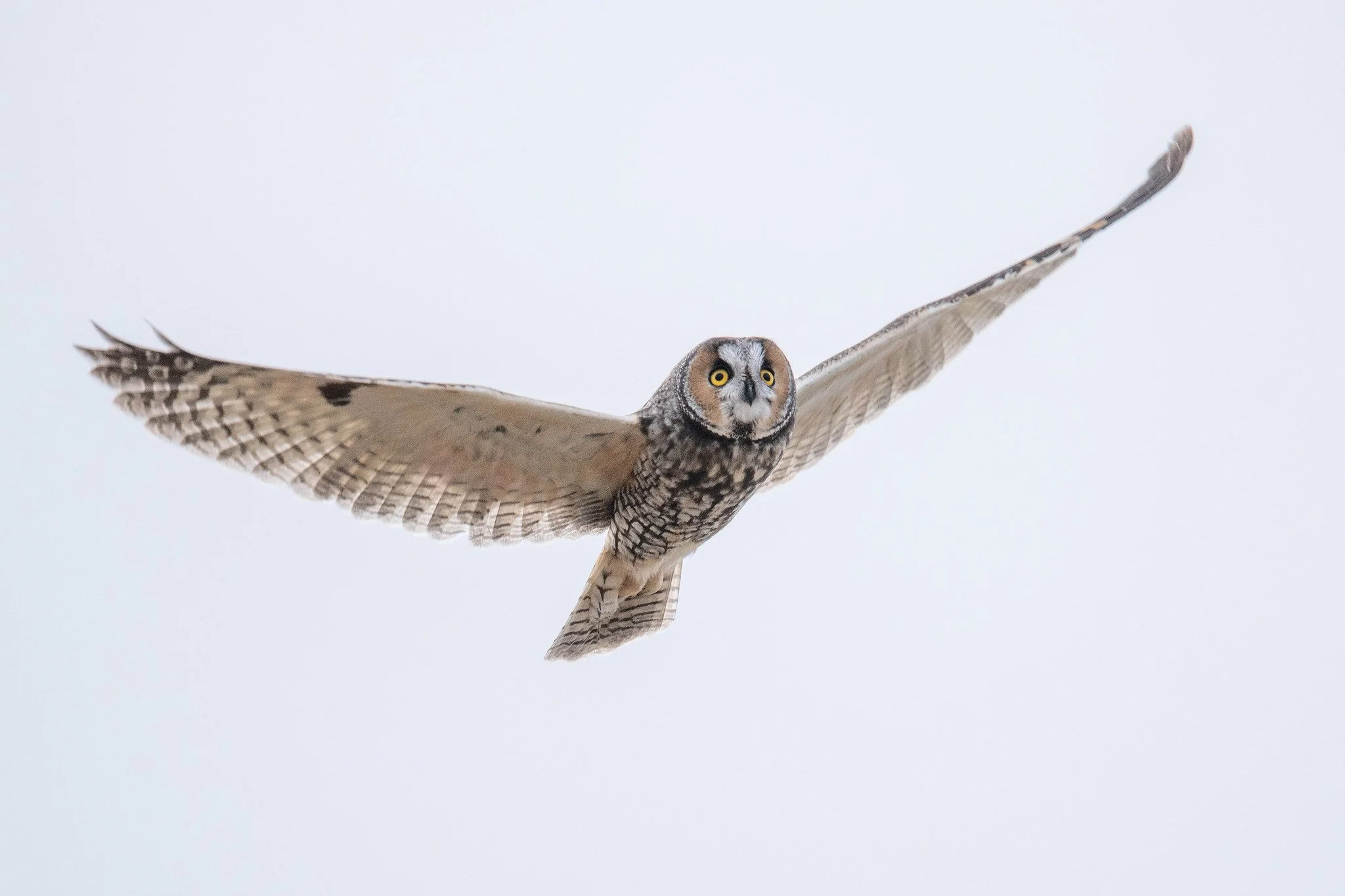 Long-eared Owl (Asio otus)