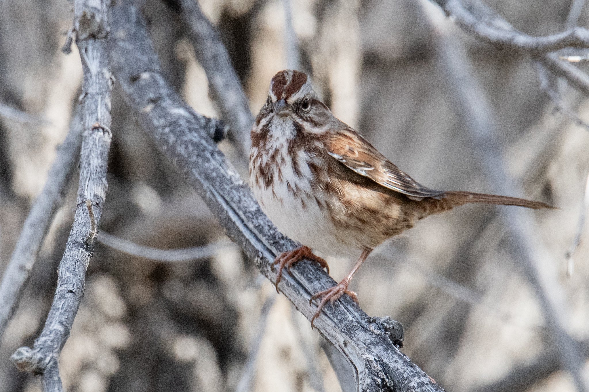 Song Sparrow (Melospiza melodia)