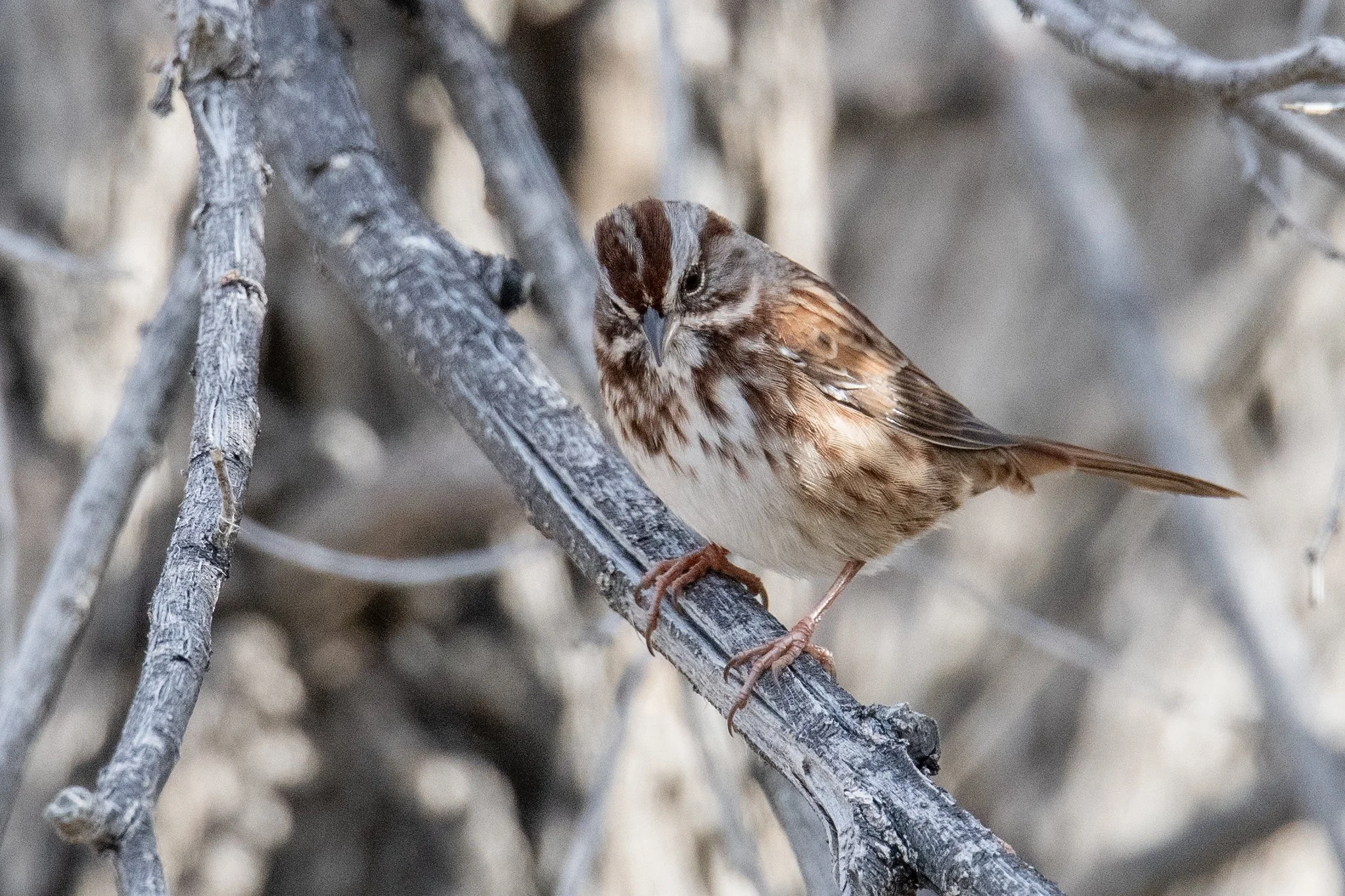 Song Sparrow (Melospiza melodia)