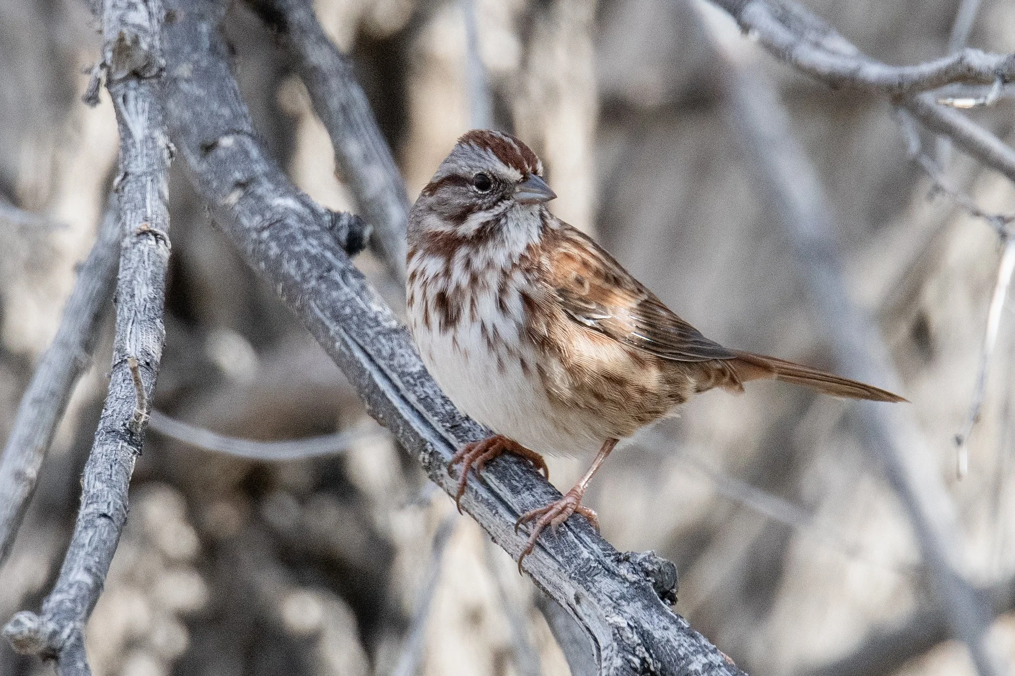 Song Sparrow (Melospiza melodia)