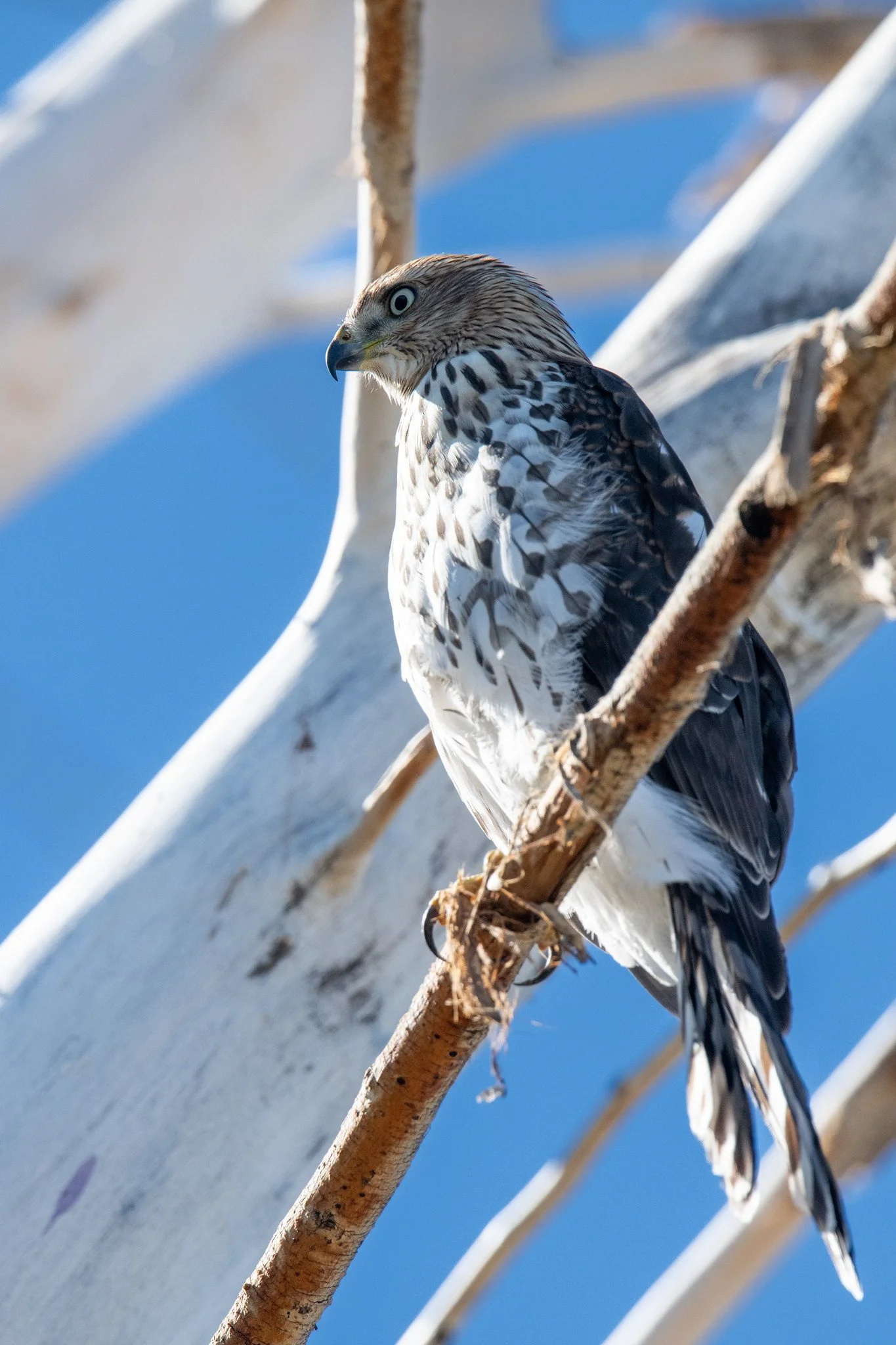 Cooper's Hawk (Astur cooperii)