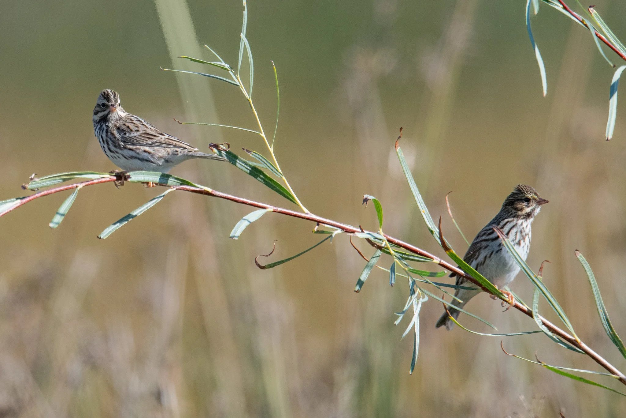 Savannah Sparrow (Passerculus sandwichensis)