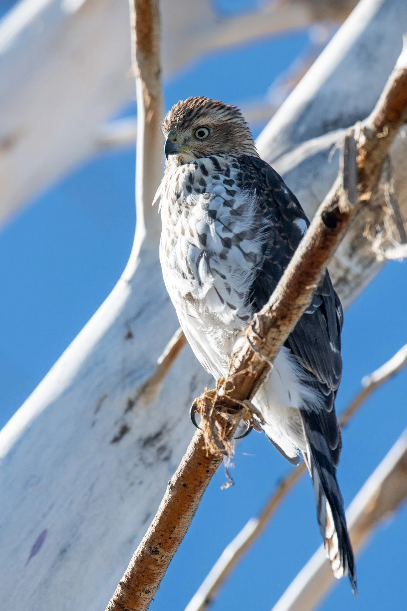 Cooper's Hawk (Astur cooperii)
