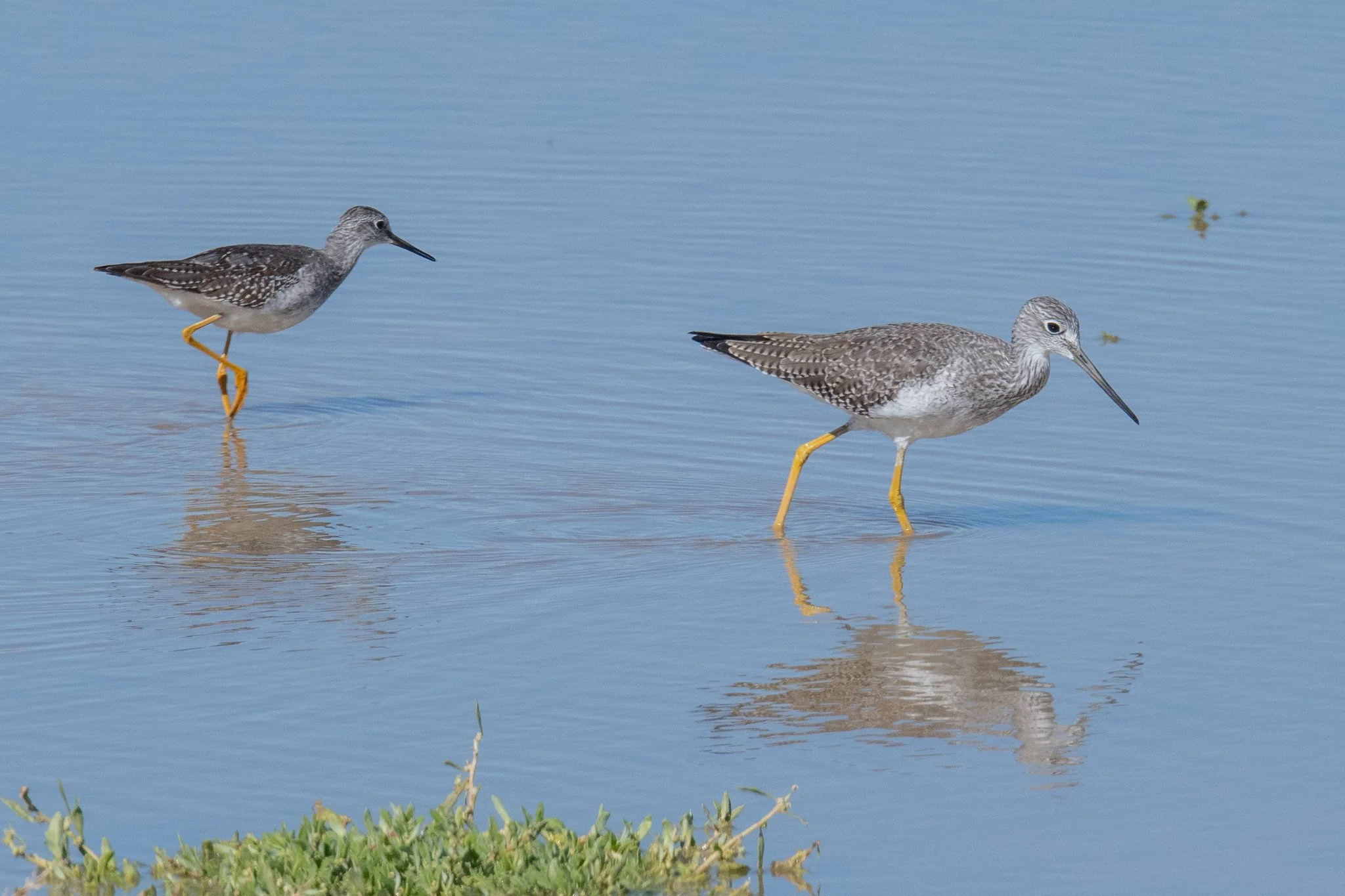 Lesser Yellowlegs (Tringa flavipes) and Greater Yellowlegs (Tringa melanoleuca)