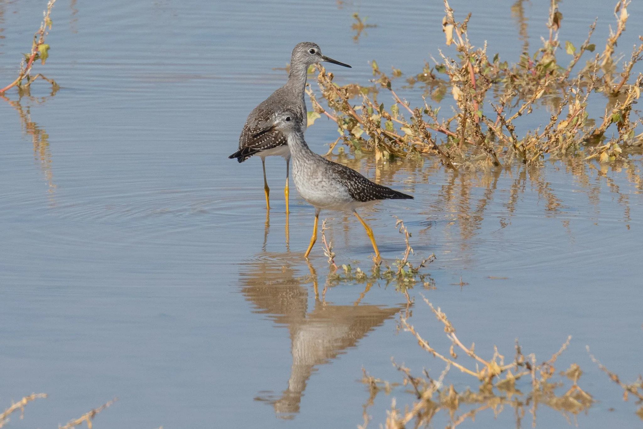 Lesser Yellowlegs (Tringa flavipes)