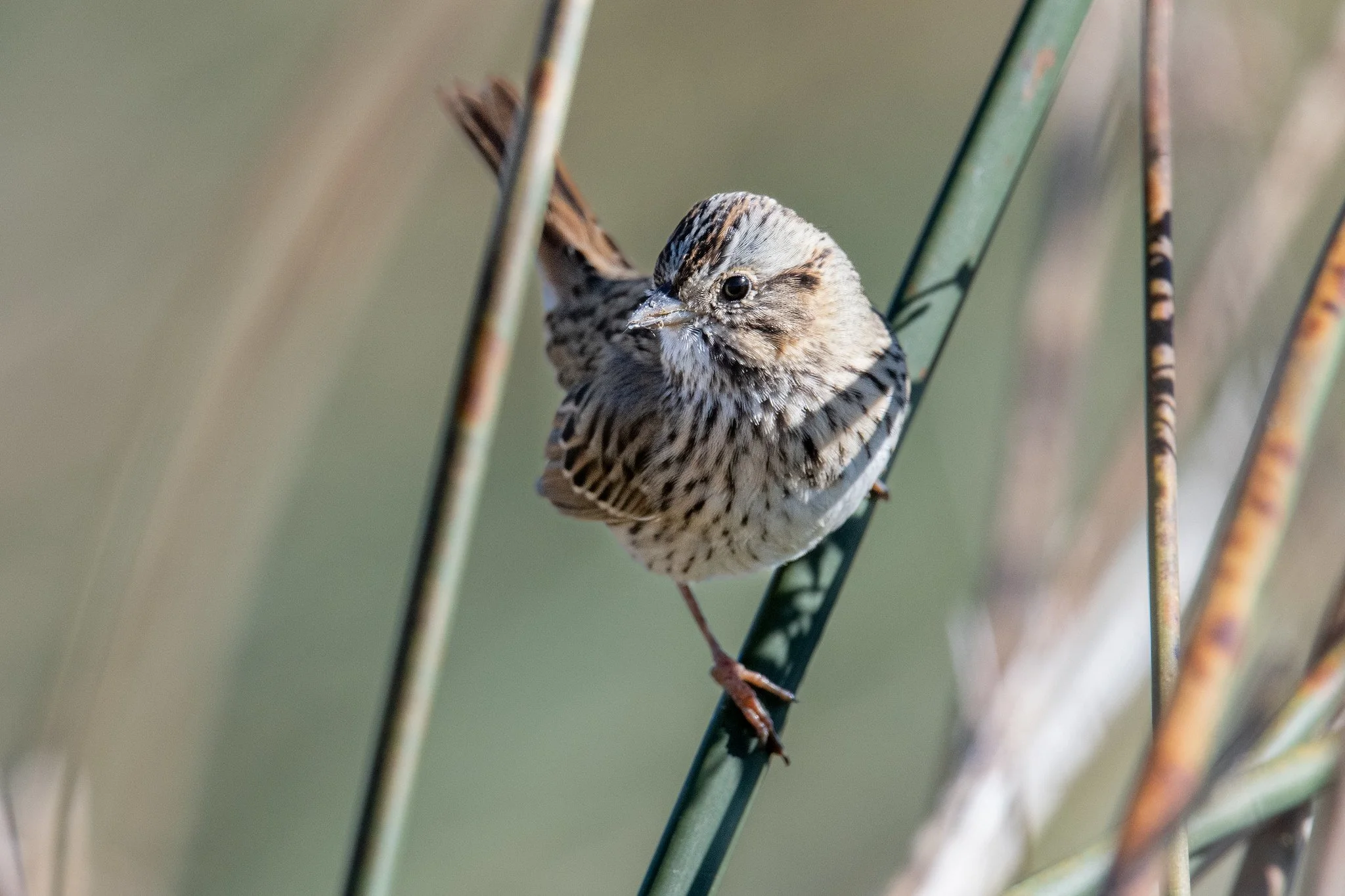 Lincoln's Sparrow (Melospiza lincolnii)
