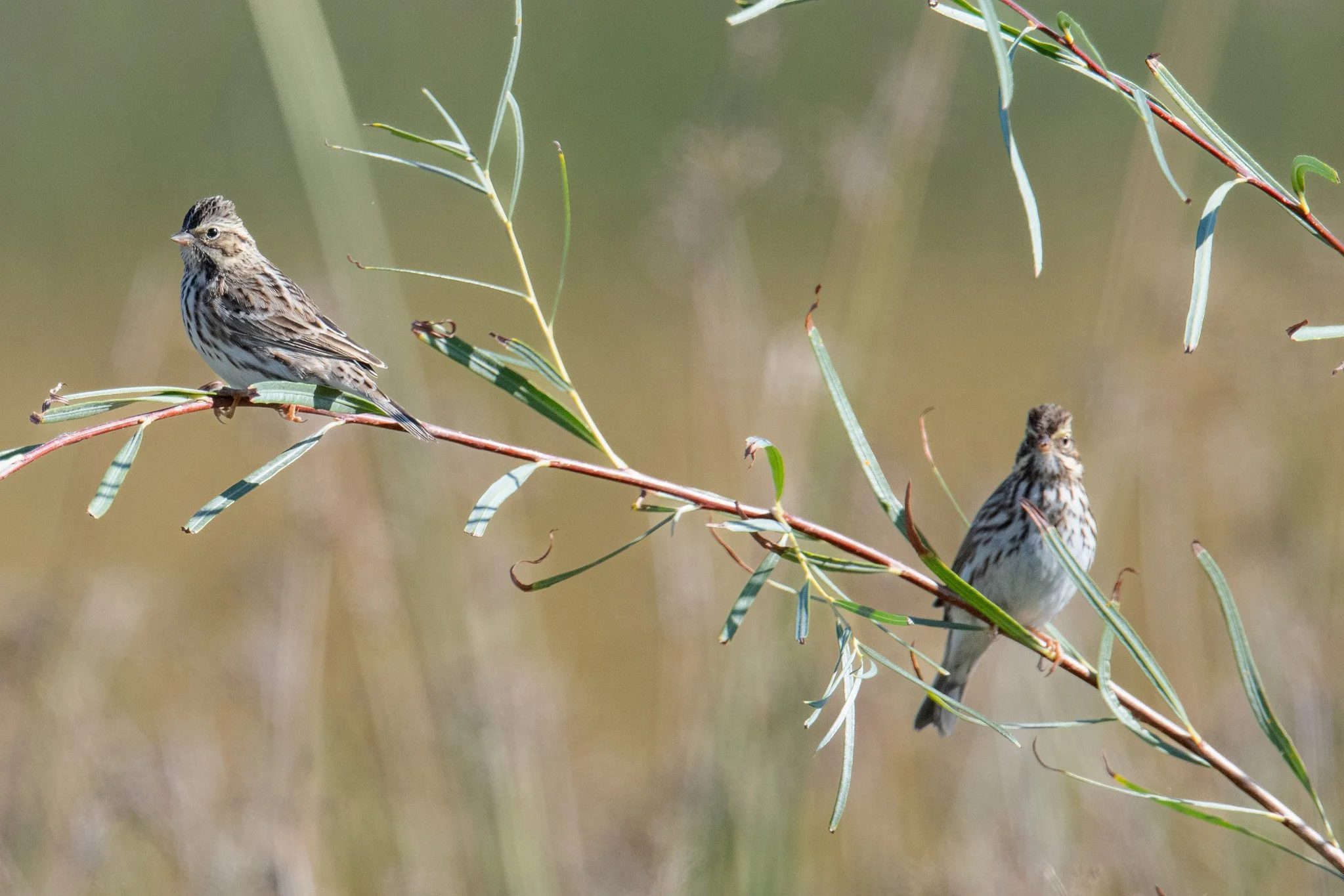 Savannah Sparrow (Passerculus sandwichensis)