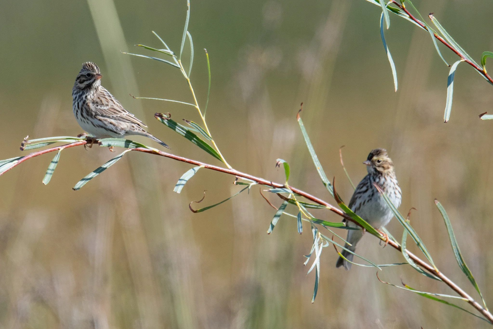Savannah Sparrow (Passerculus sandwichensis)