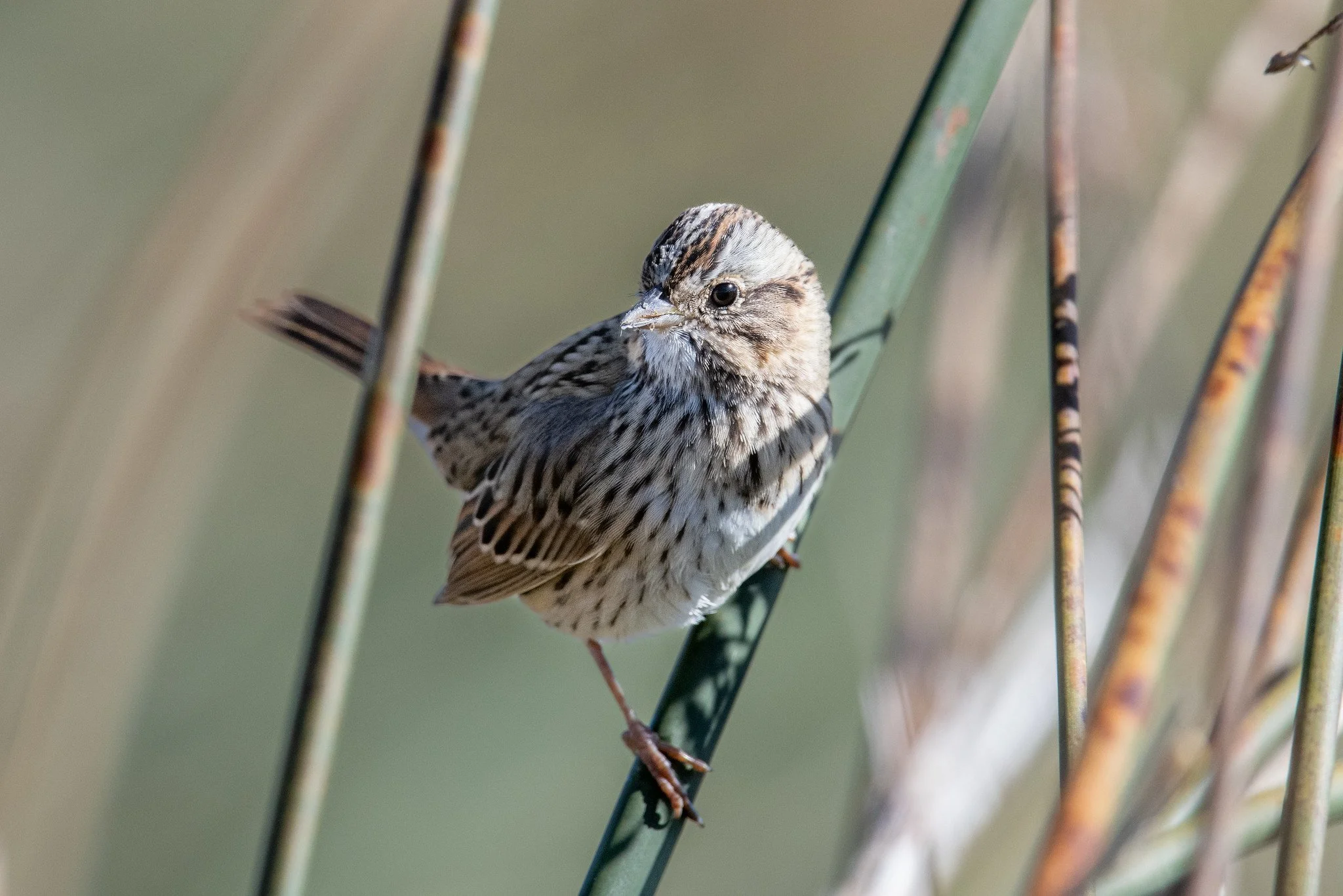 Lincoln's Sparrow (Melospiza lincolnii)